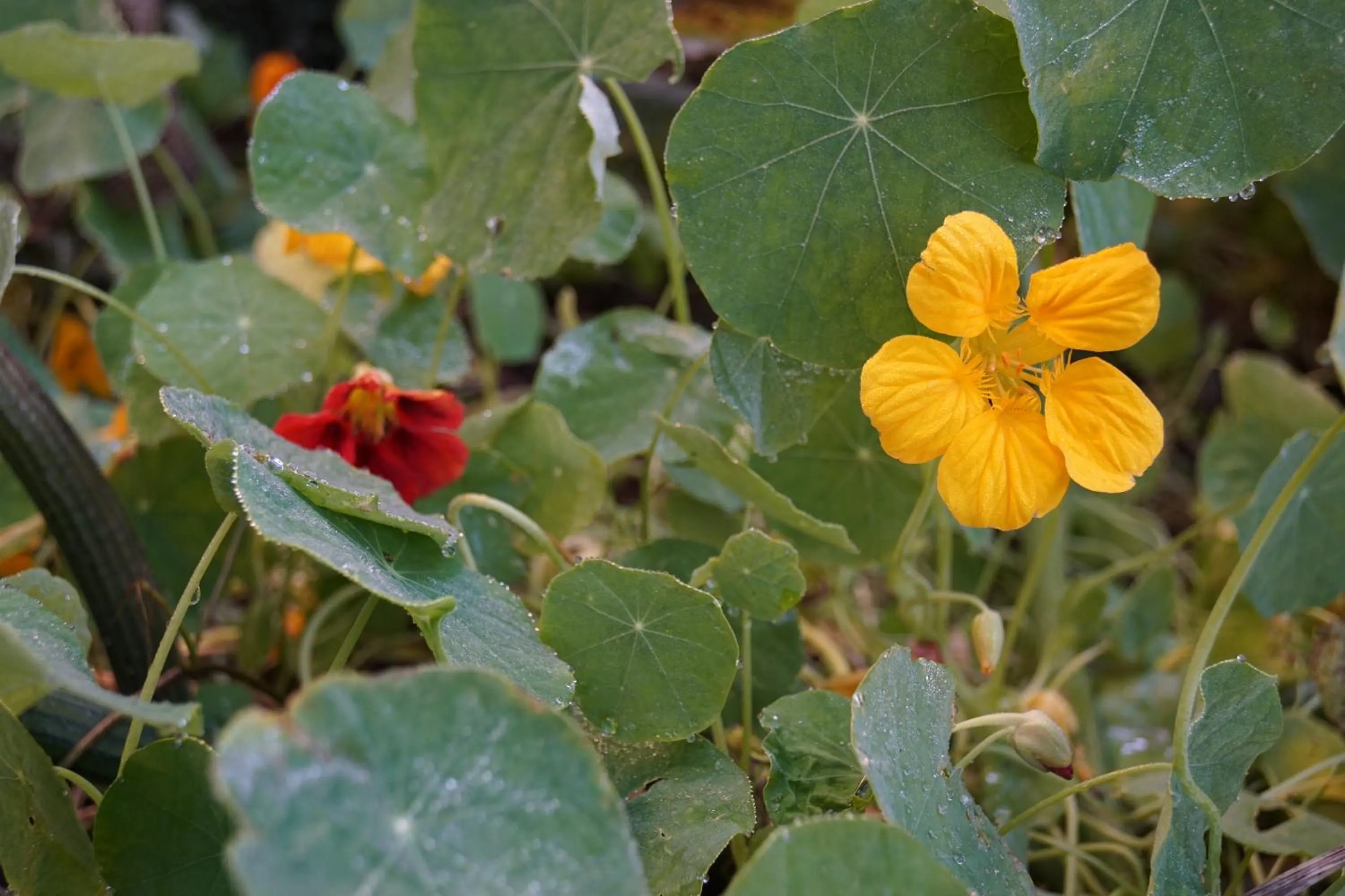 Garden in Logis hôtel Aux Berges de l'Aveyron