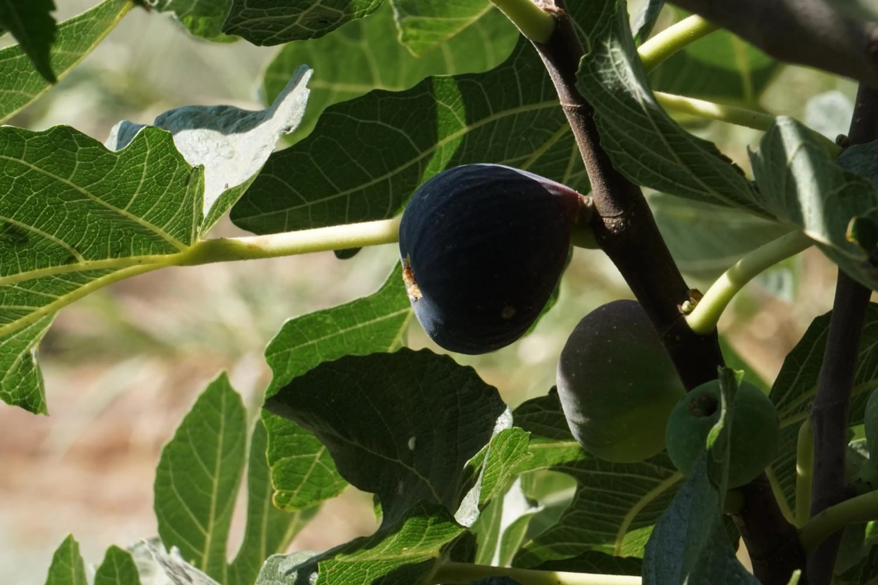 Garden in Casa Pura Vida