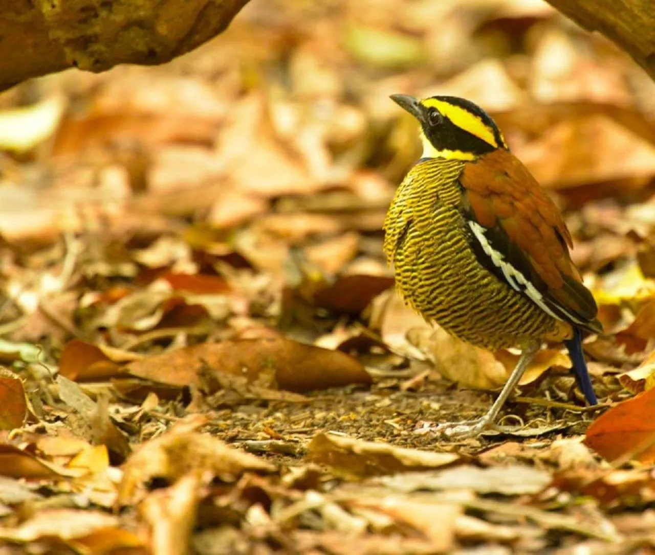 Entertainment in Taman Menjangan homestay by SnorkelingMenjangan