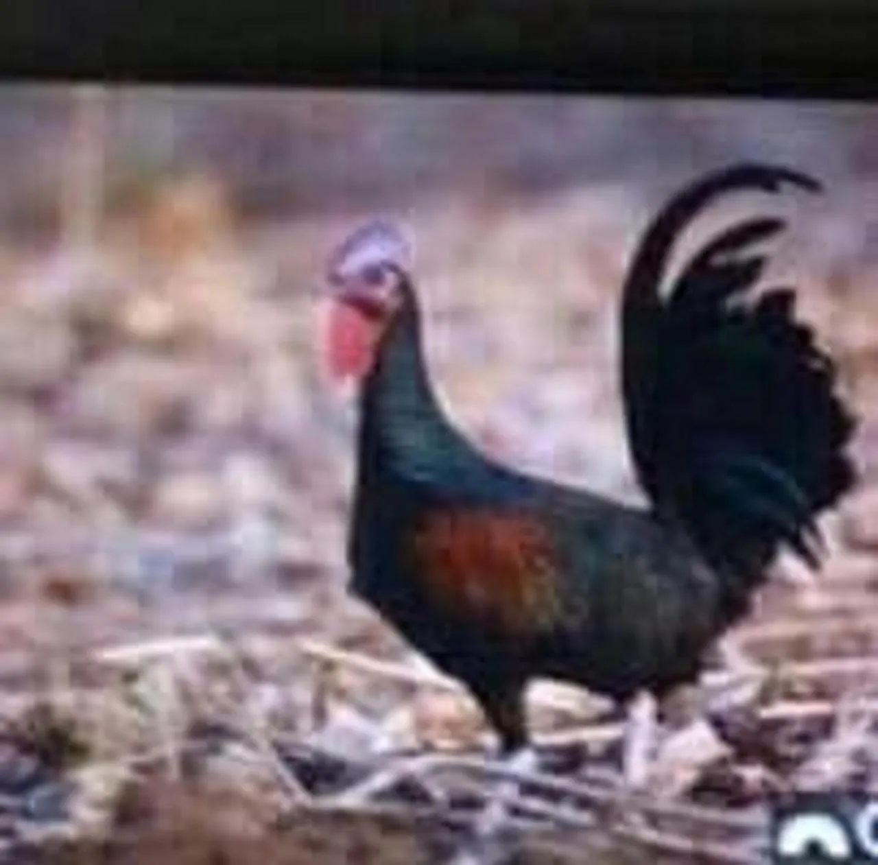 Hiking in Taman Menjangan homestay by SnorkelingMenjangan