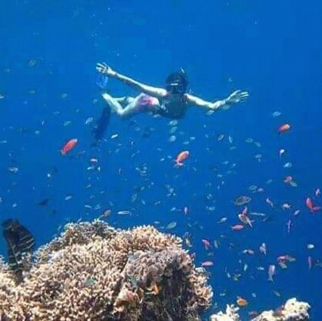 Snorkeling in Taman Menjangan homestay by SnorkelingMenjangan