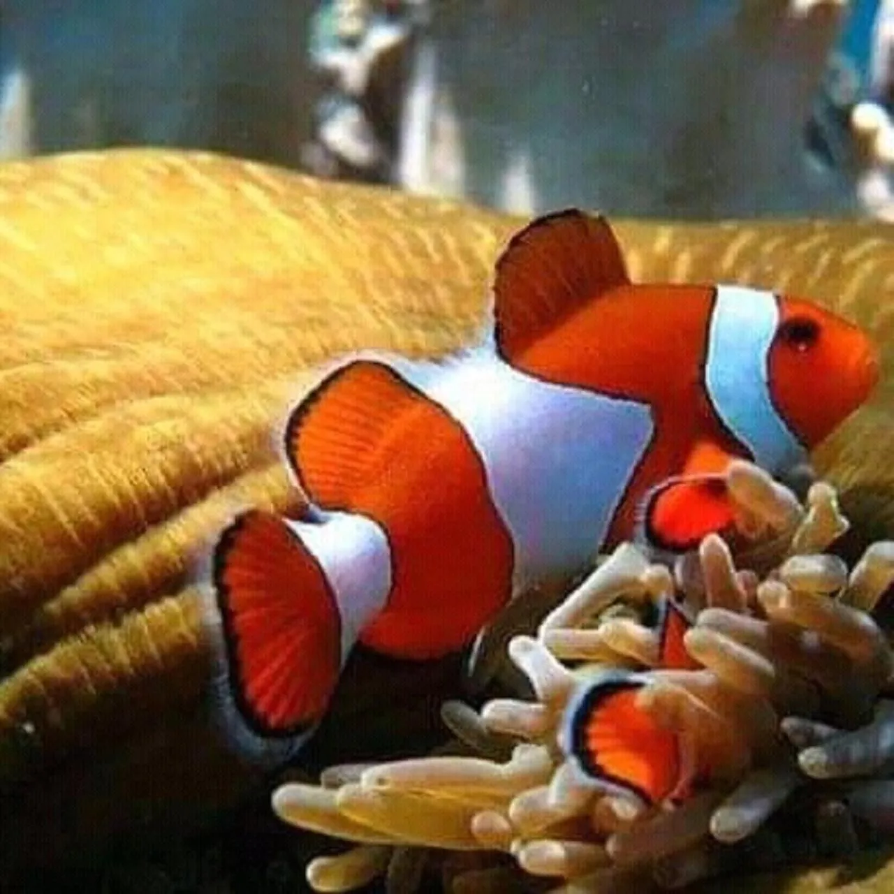 Snorkeling in Taman Menjangan homestay by SnorkelingMenjangan