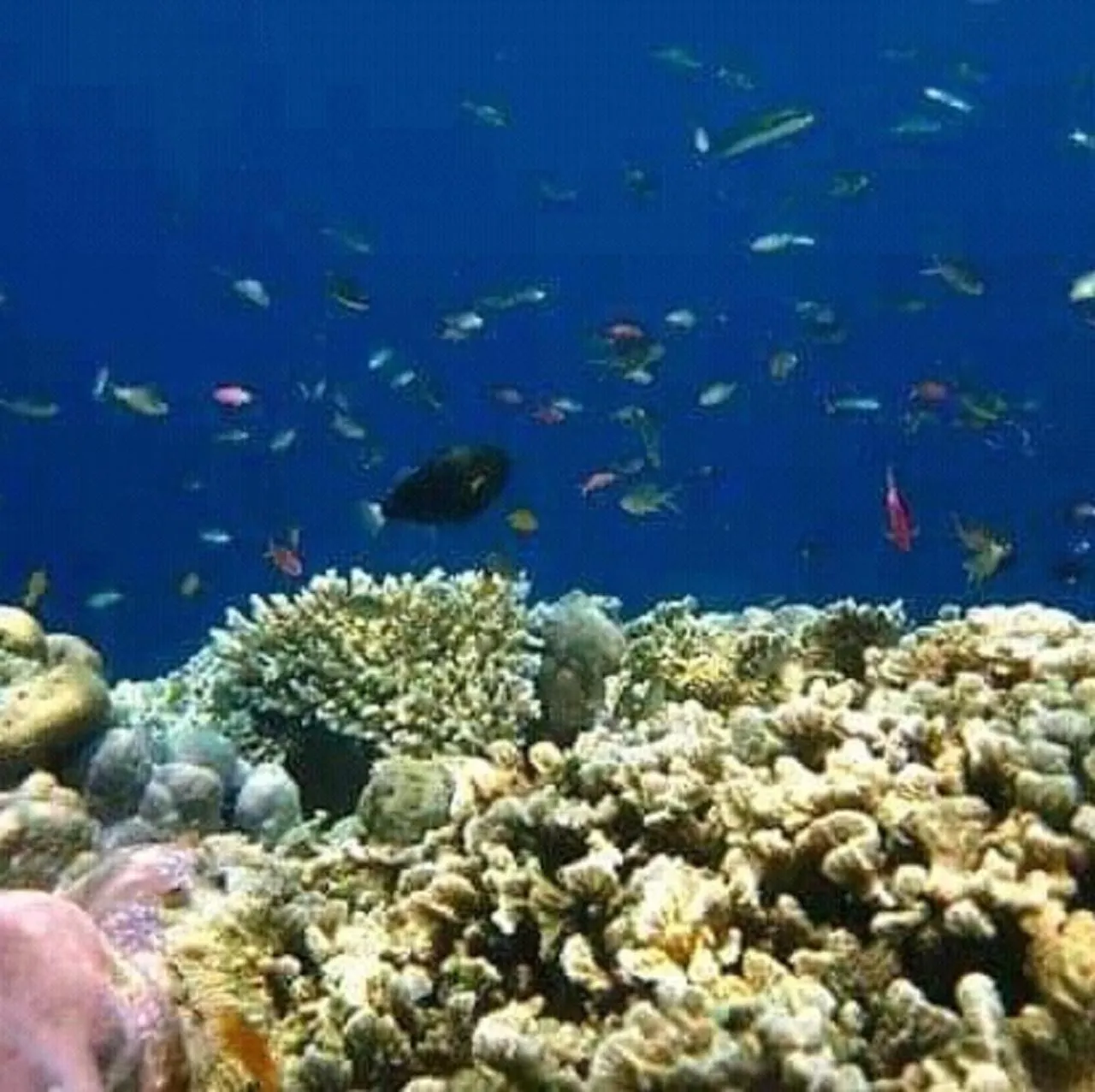 Snorkeling in Taman Menjangan homestay by SnorkelingMenjangan