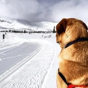 Pets in Lofsdalens Fjällhotell & Hotellbyns Lägenheter