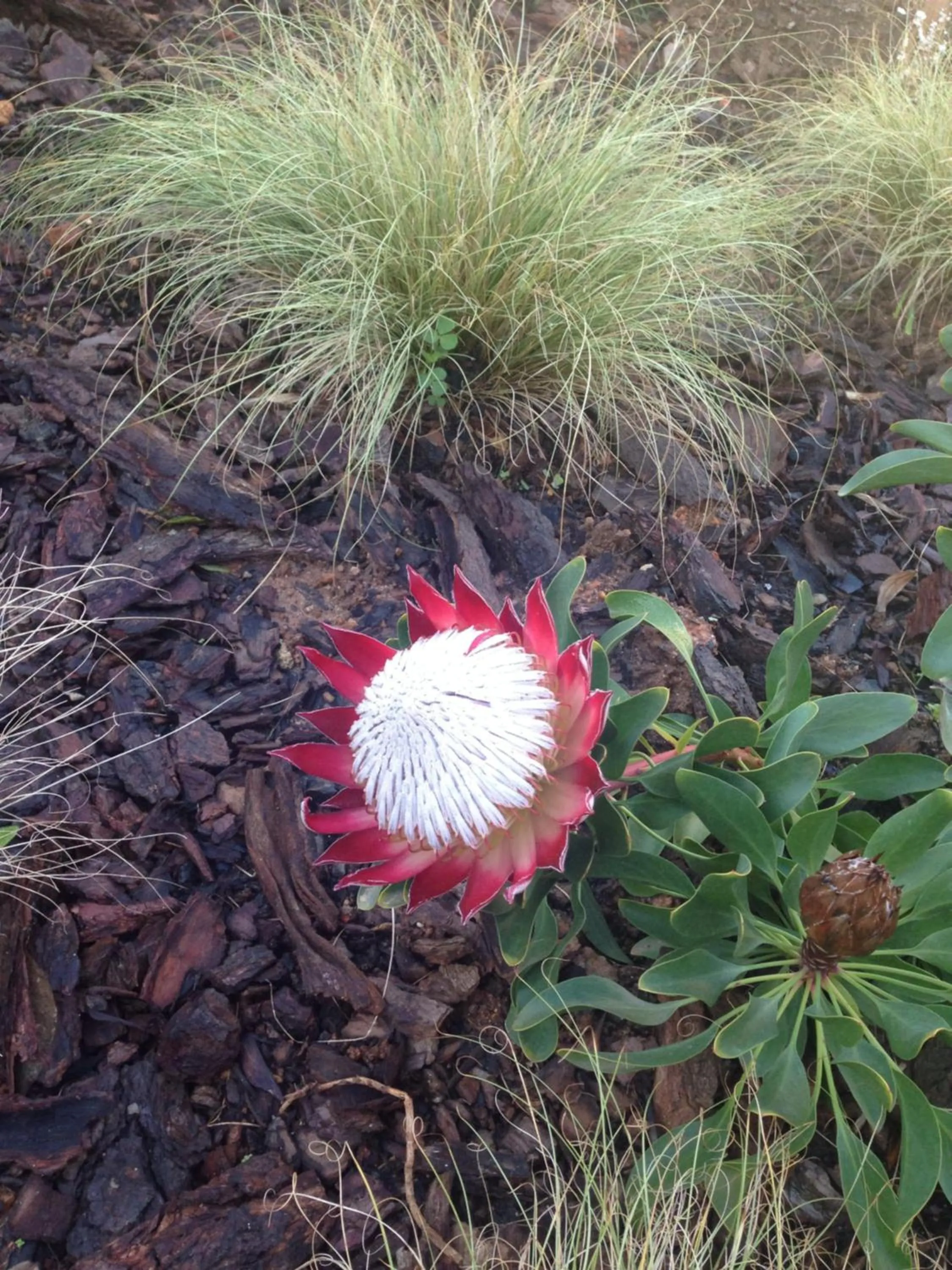 Garden in Bay View Guest House