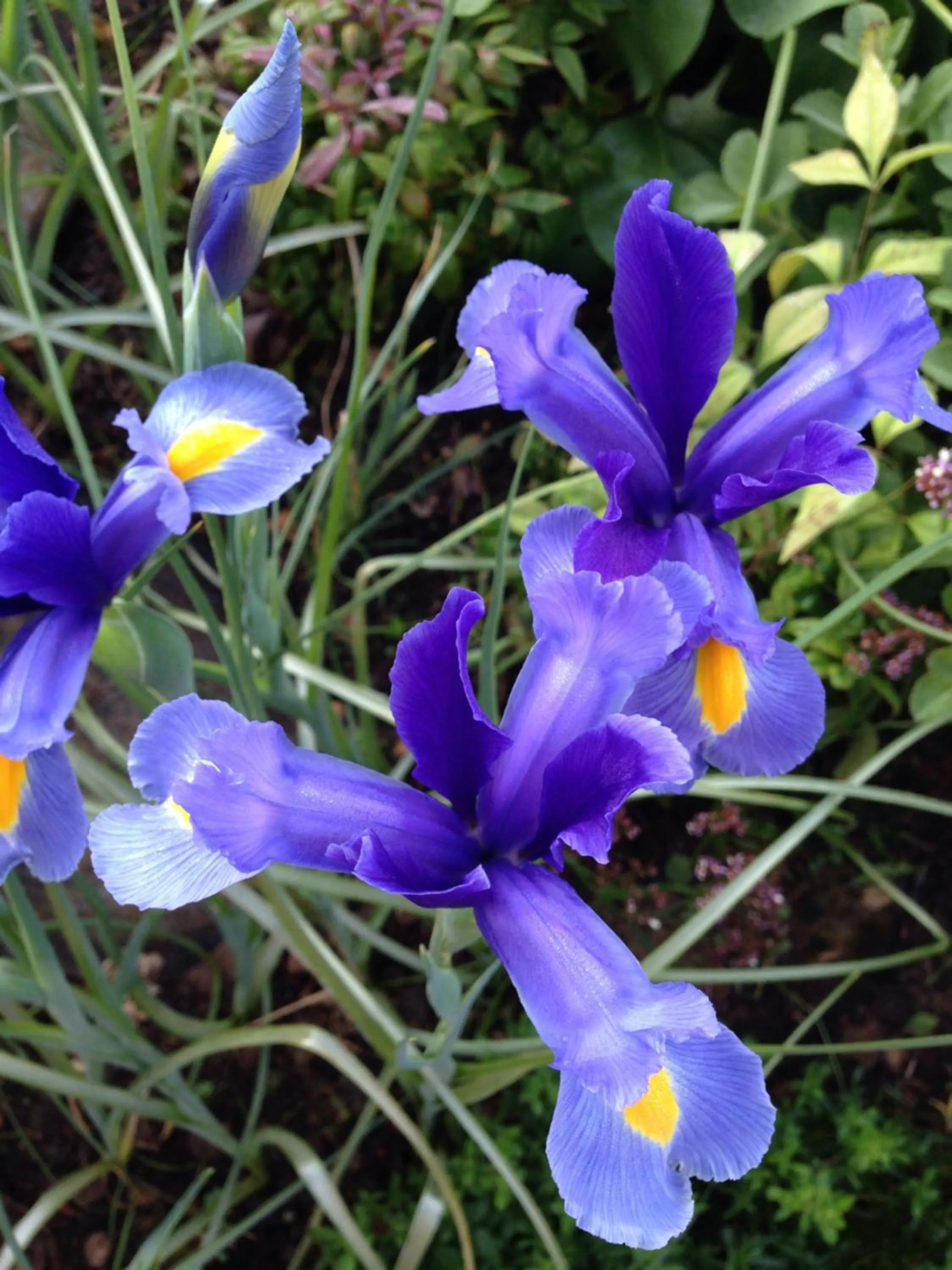 Garden in Bay View Guest House