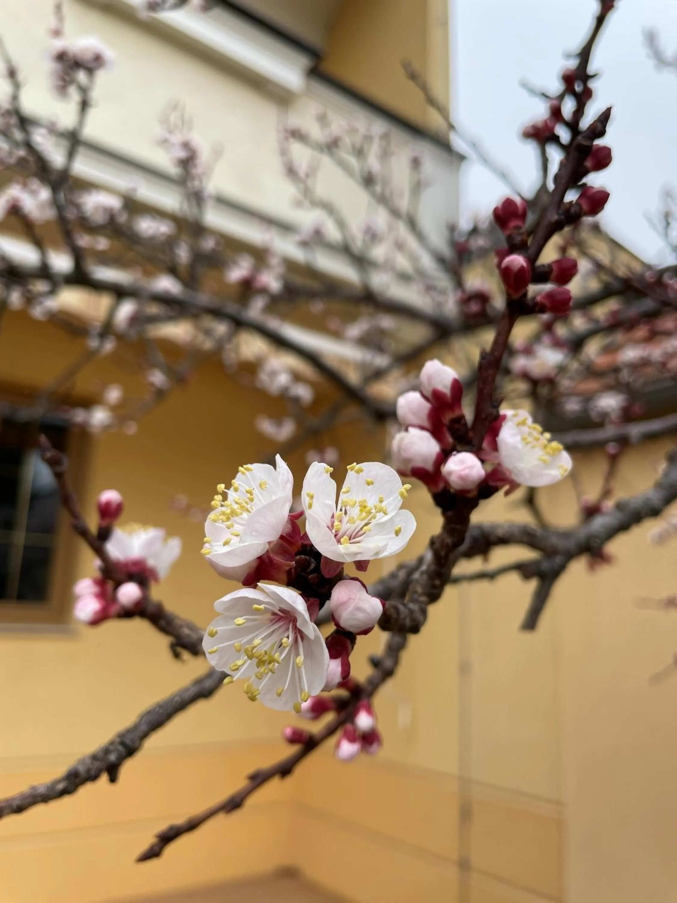 Garden view in Haus Martin - Schneeberger