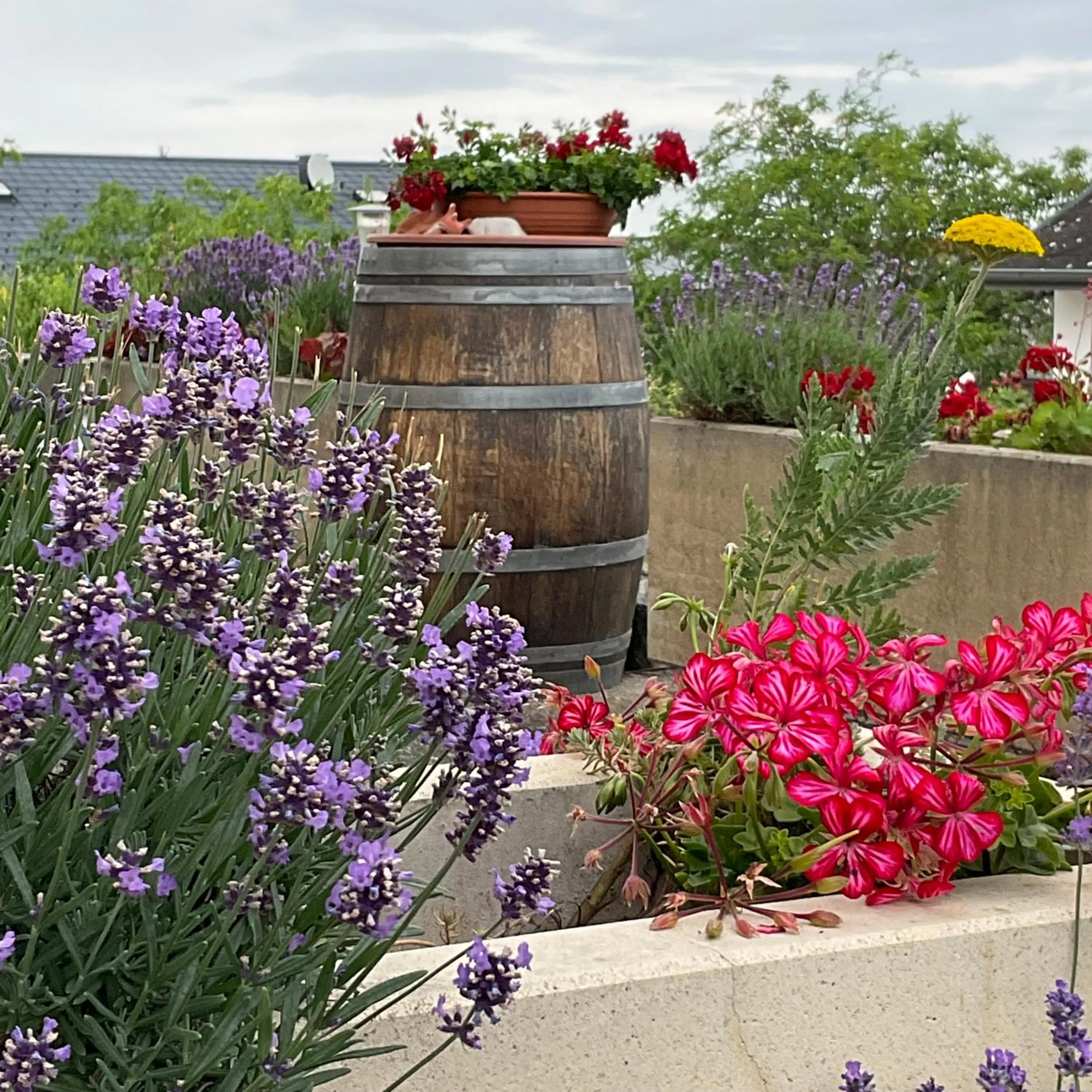 Garden in Haus Martin - Schneeberger