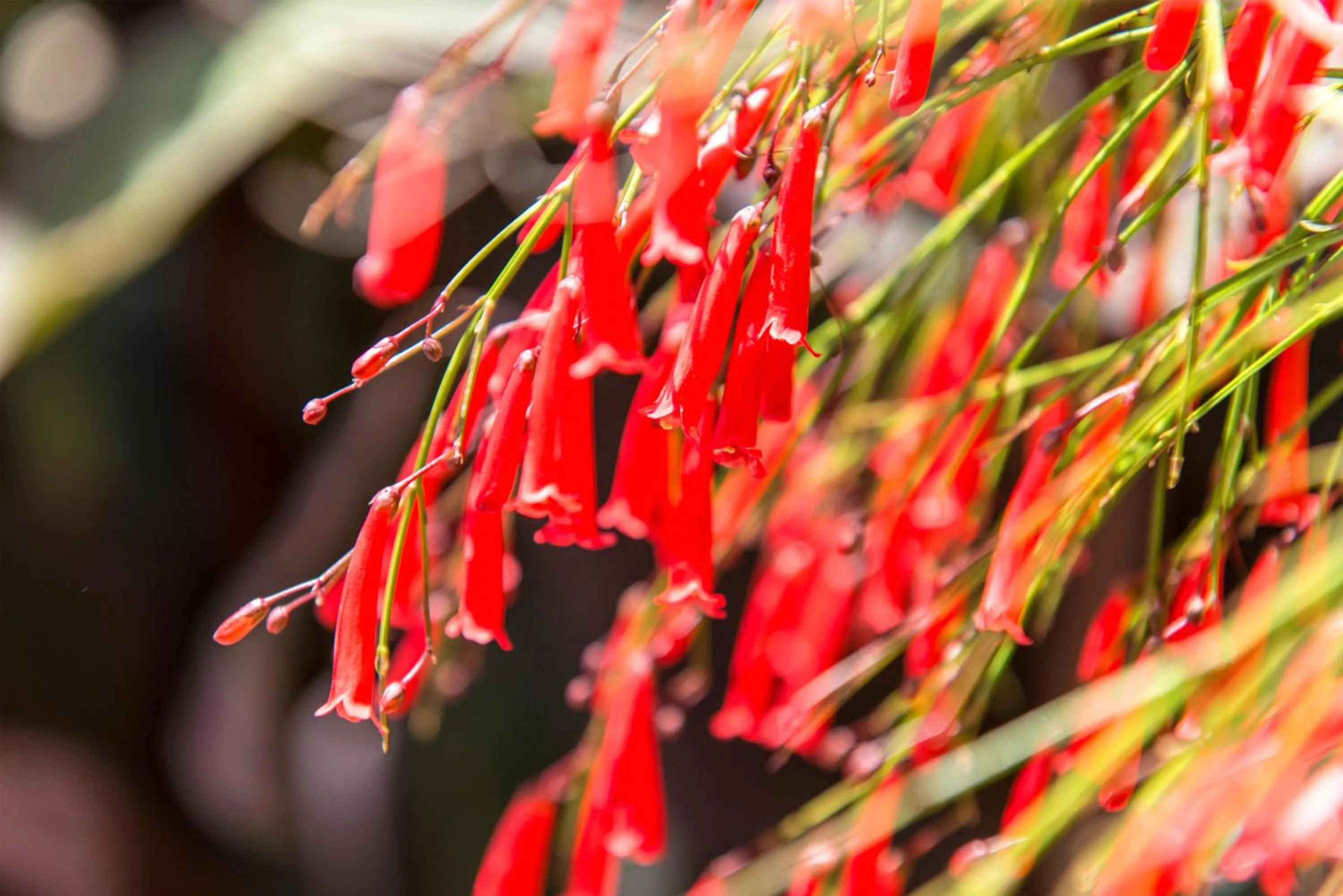 Garden in Alacati Kostem Hotel - Special Category