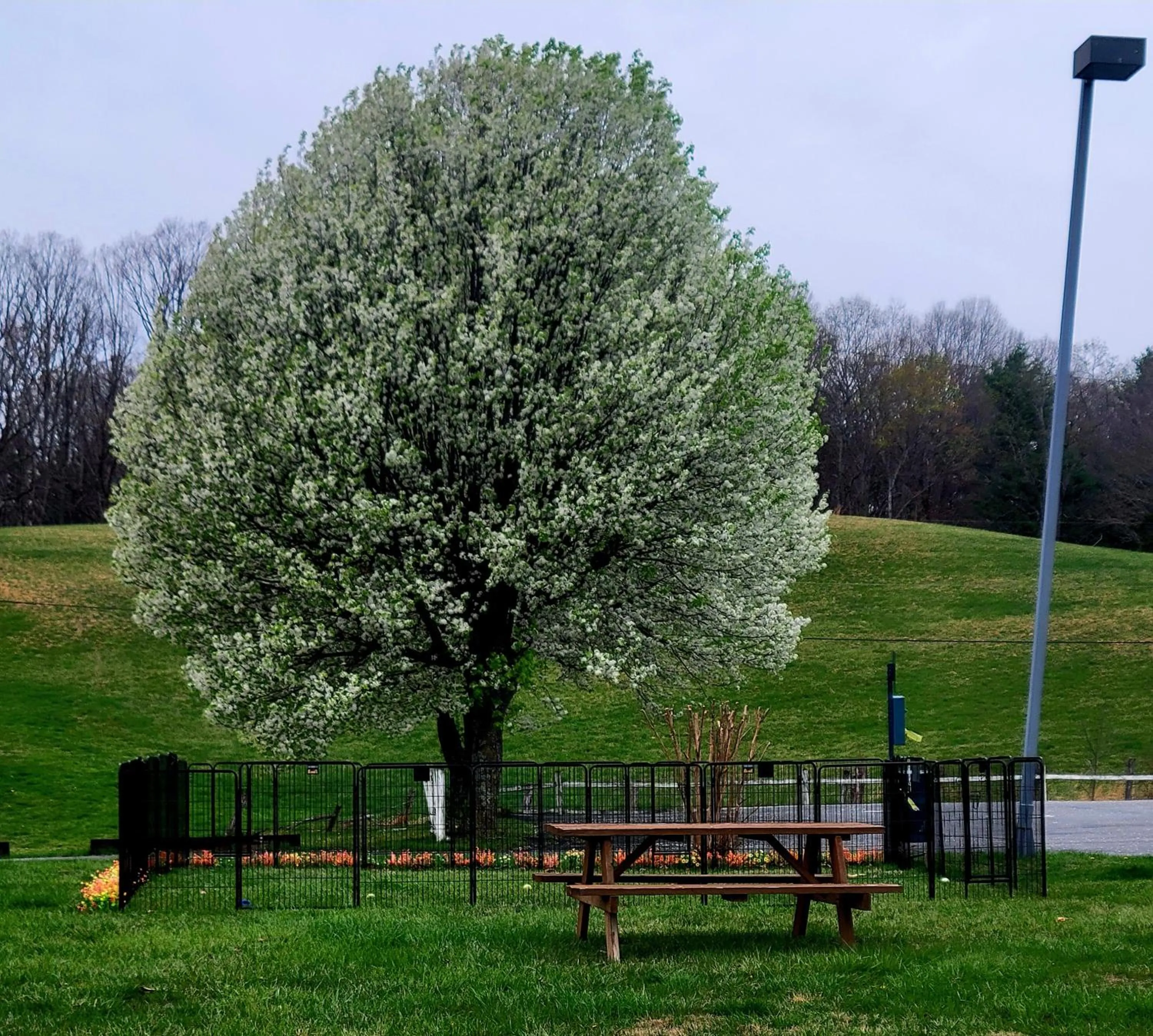 Spring in Fox Mountain Inn