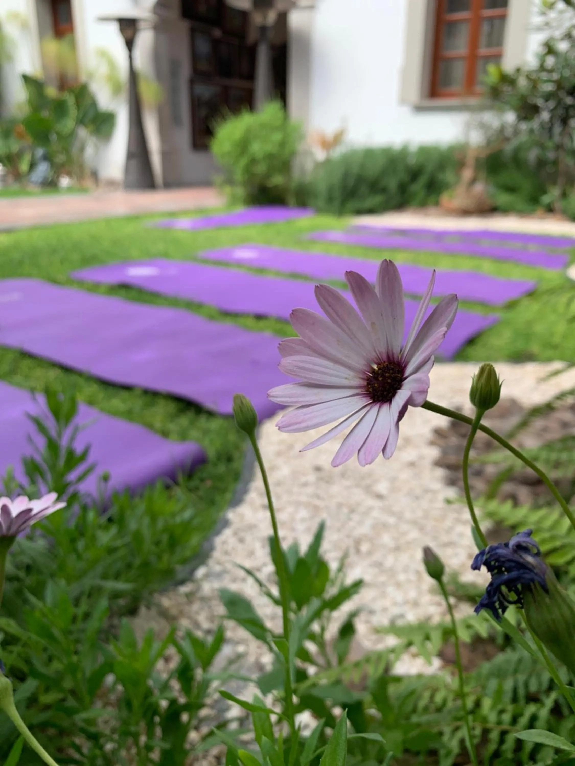Garden in Dos Patios Querétaro Curamoria Collection