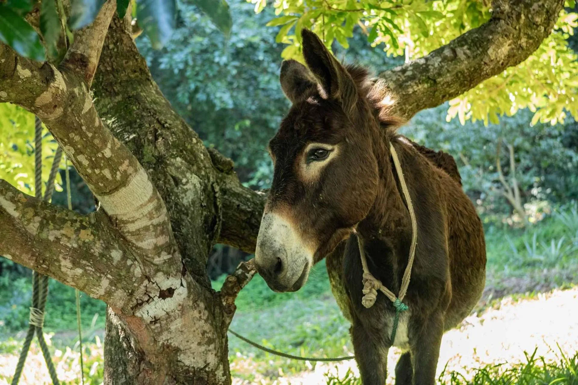 Animals in Sky Island Resort