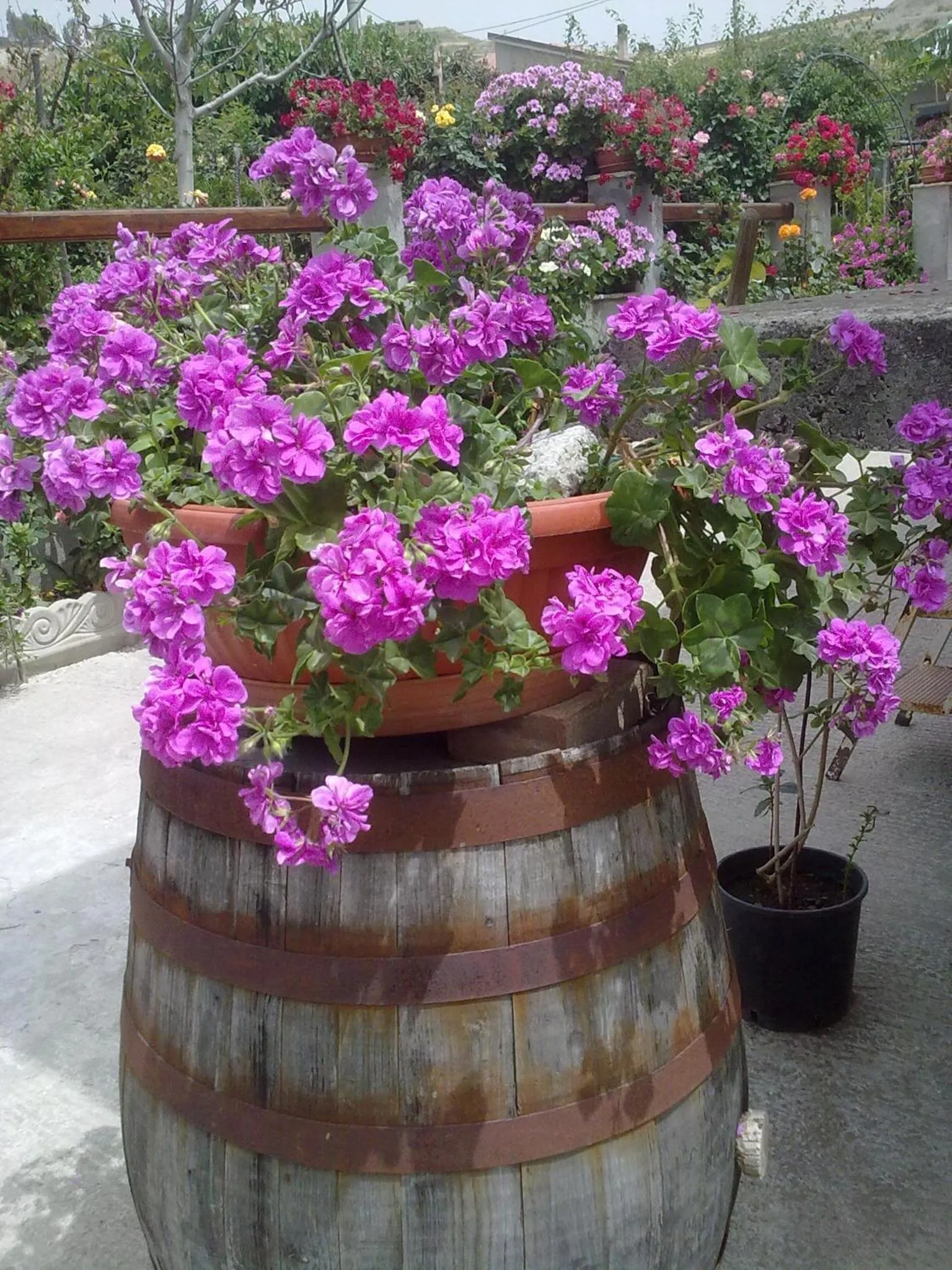 Property building in Villa delle rose