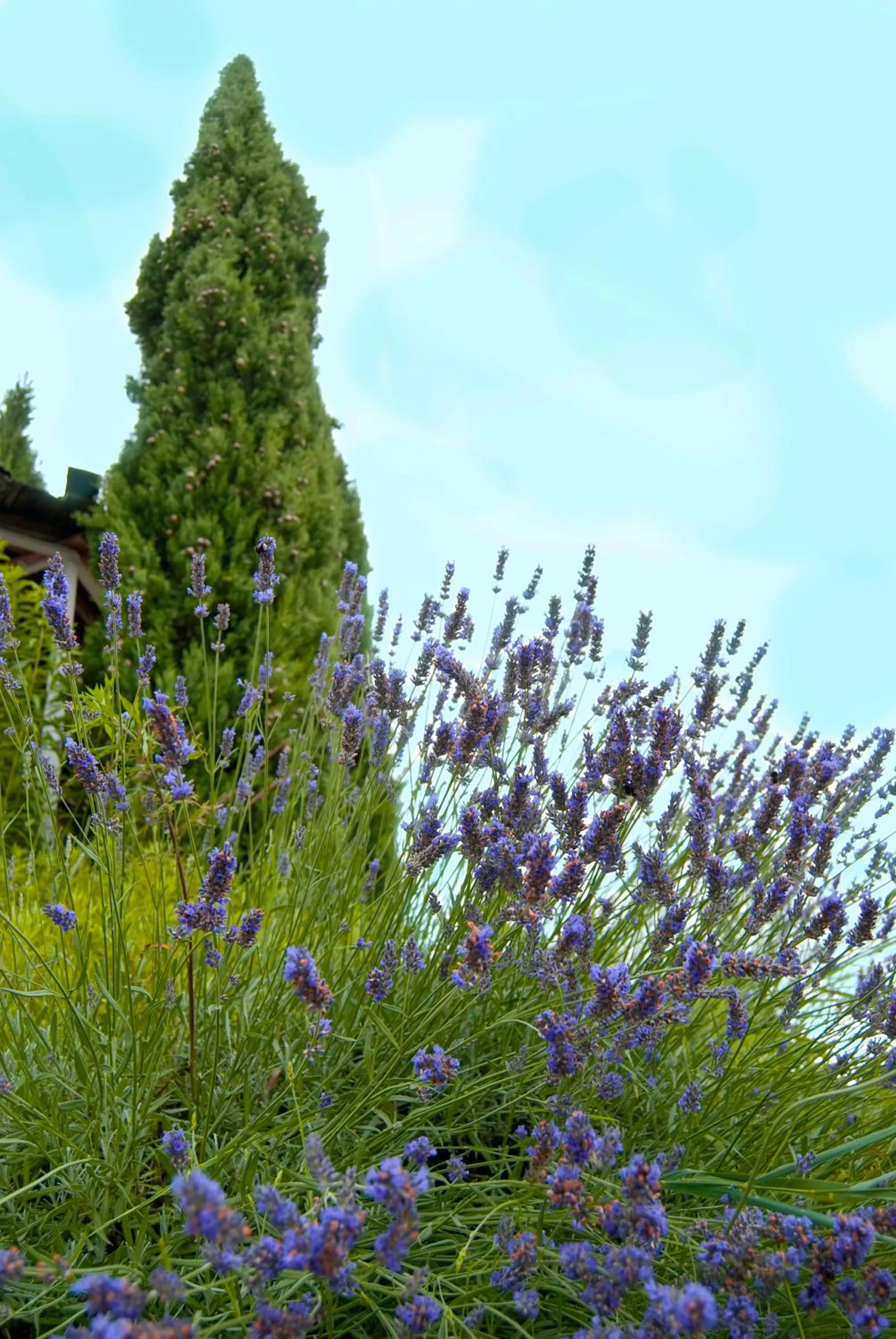 Garden in Hotel Appartement Inge