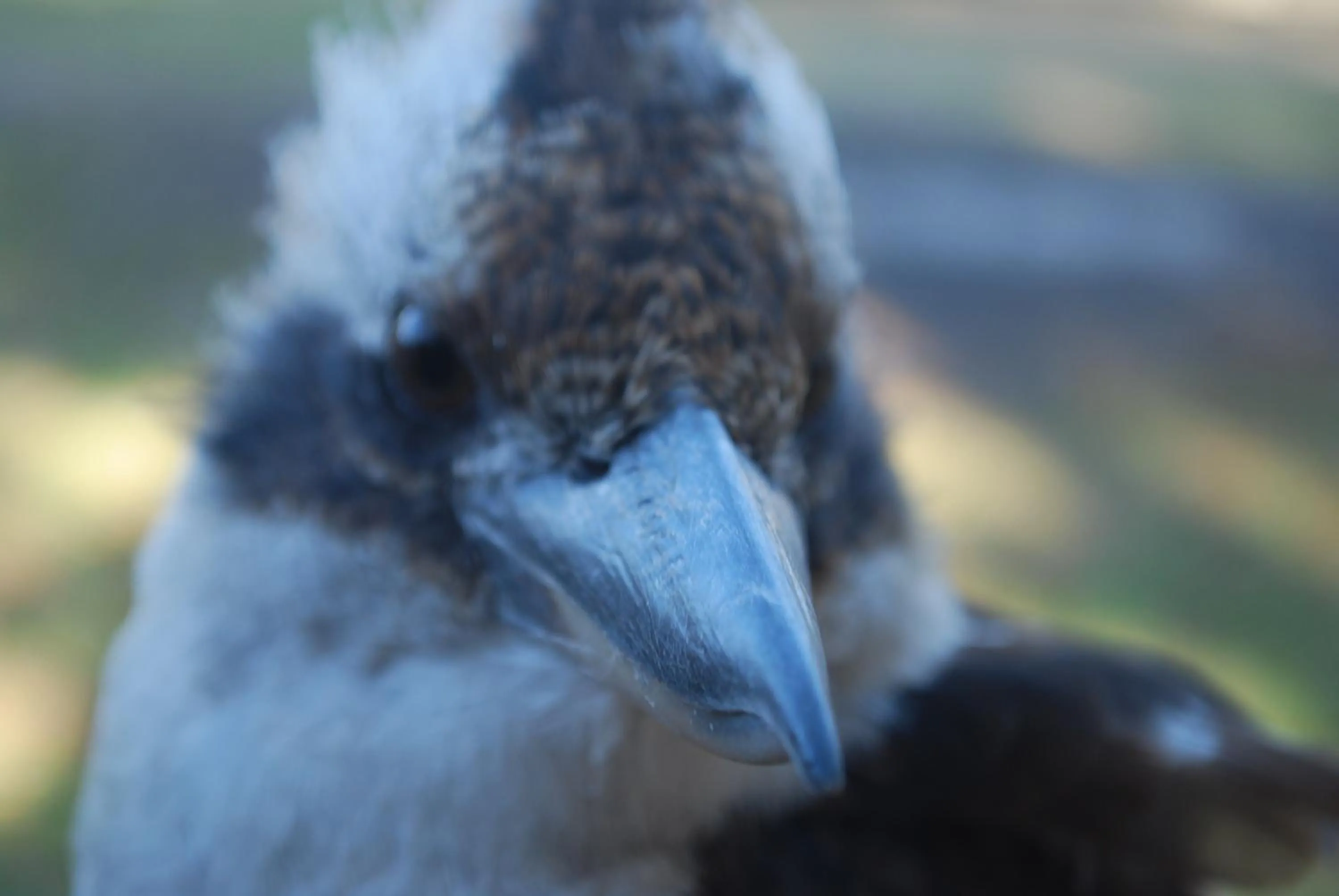 Garden in Gariwerd Motel