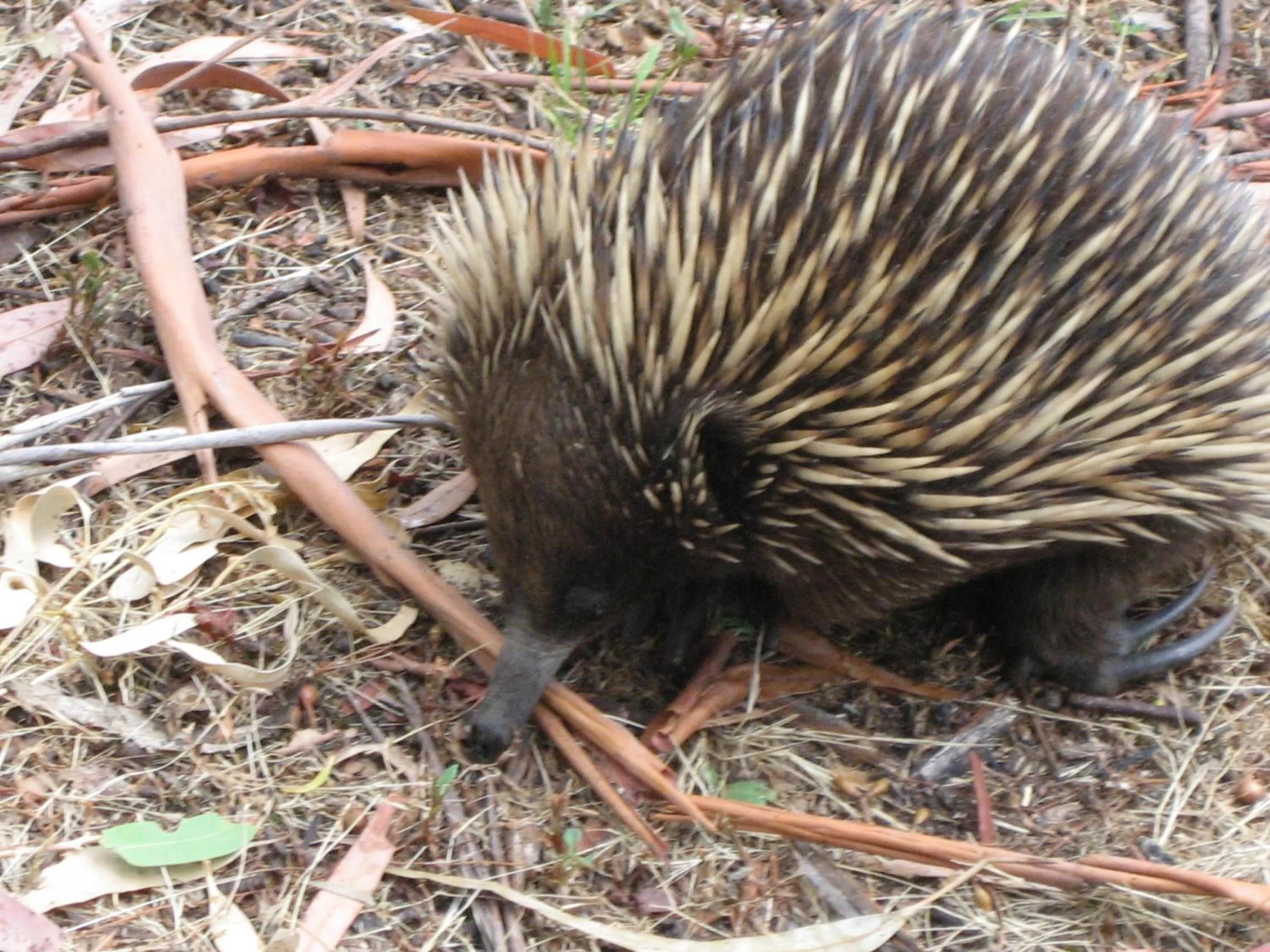 Other in Gariwerd Motel