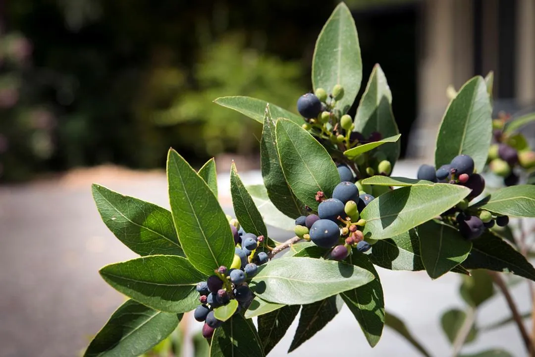 Garden in Gariwerd Motel