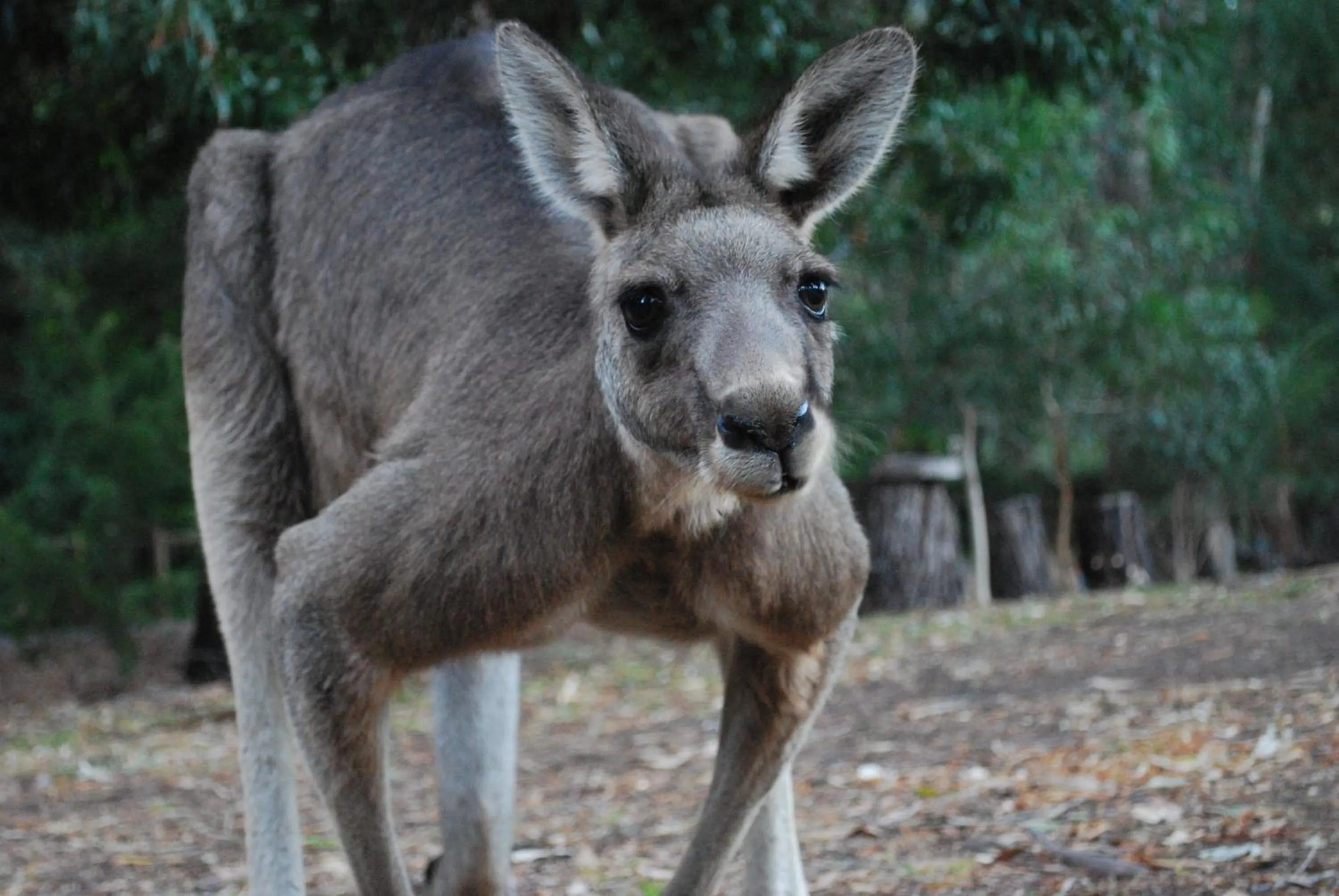 Animals in Gariwerd Motel