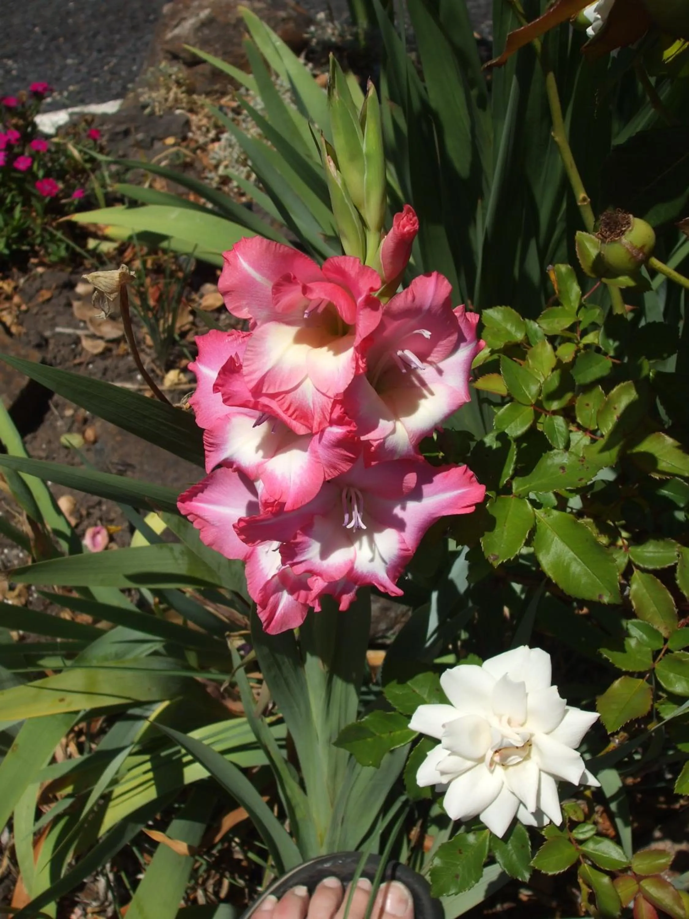 Garden in Anna Bella Motel Glen Innes
