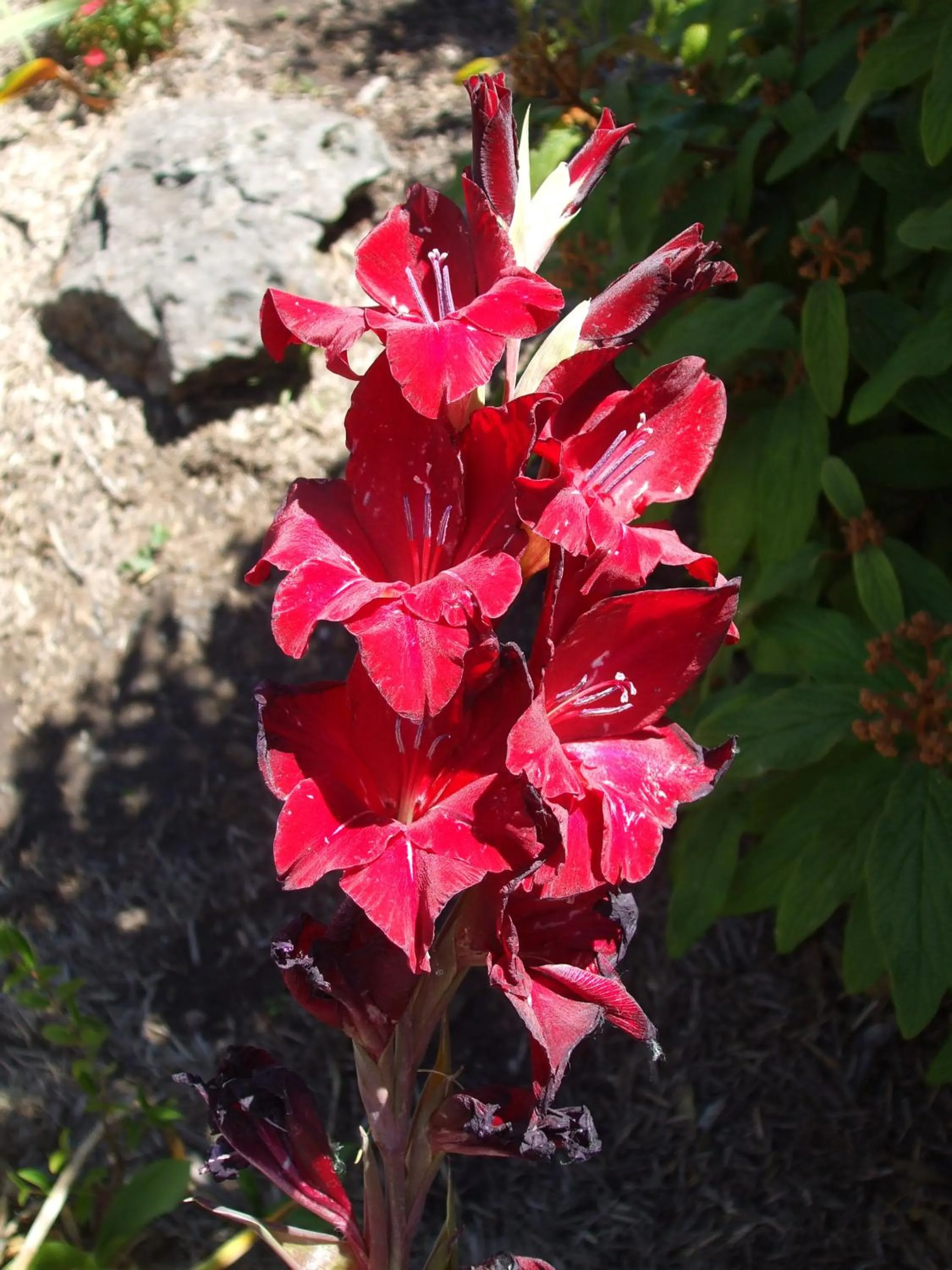 Garden in Anna Bella Motel Glen Innes