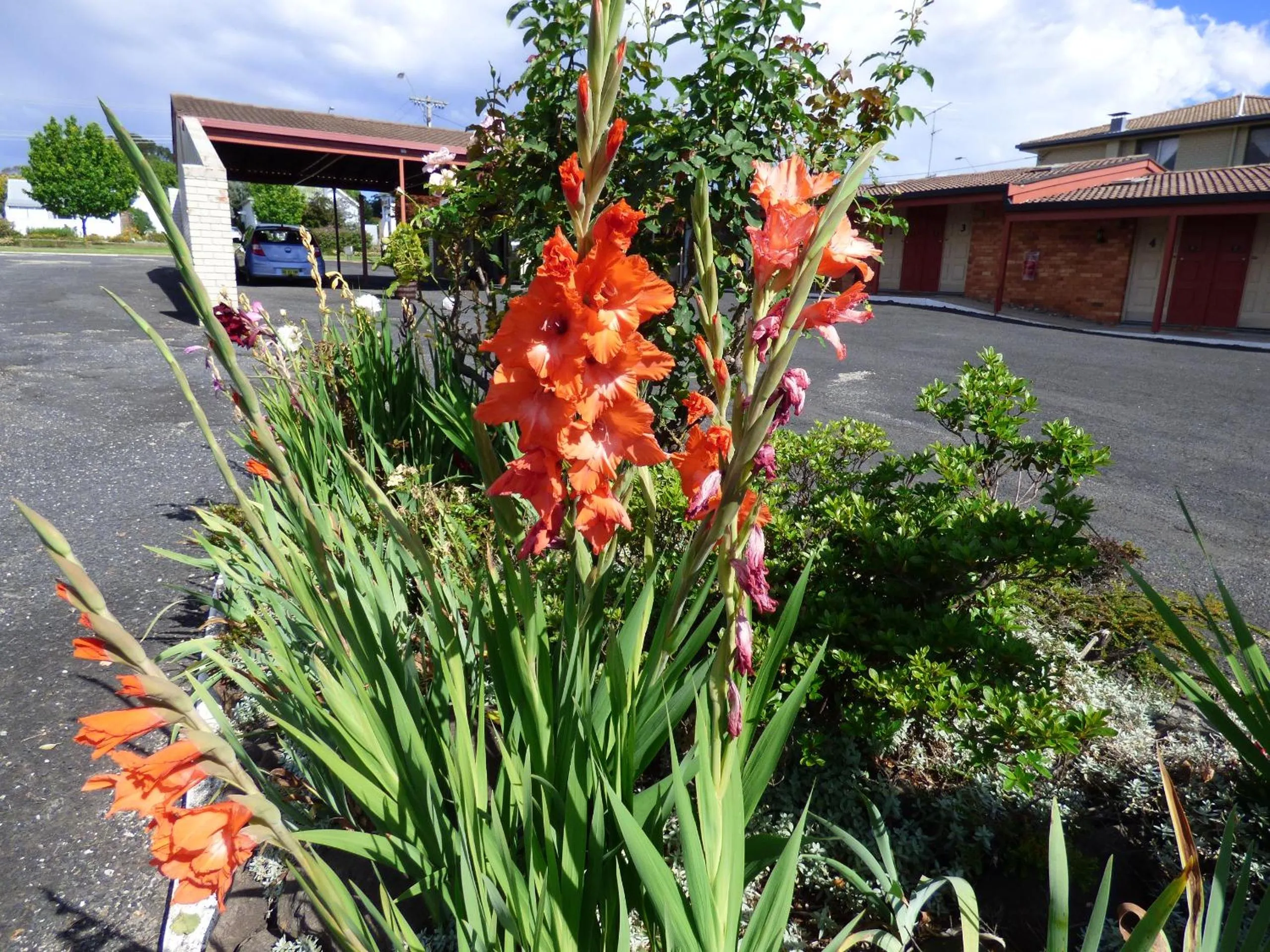 Garden view in Anna Bella Motel Glen Innes
