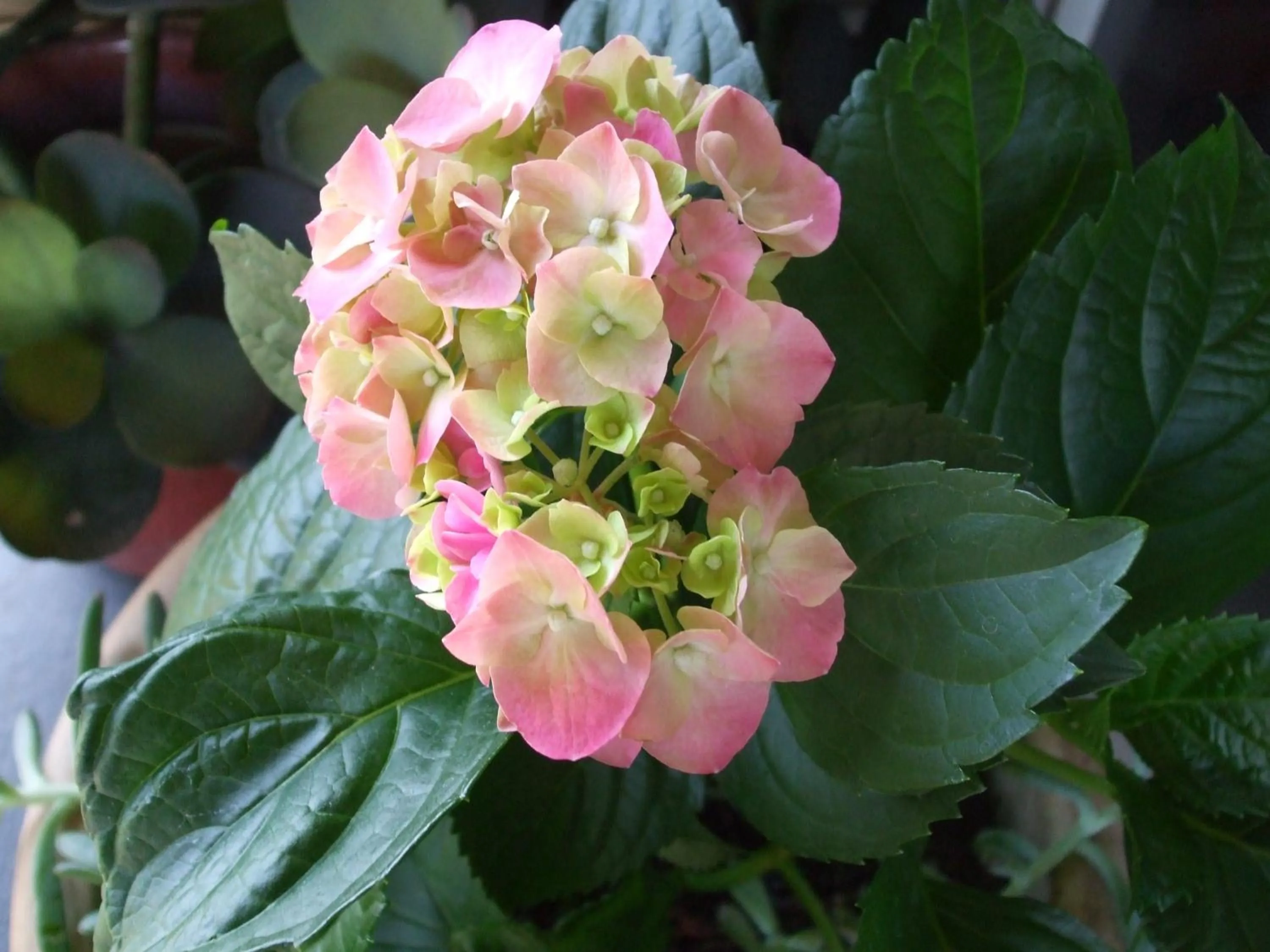 Garden in Anna Bella Motel Glen Innes