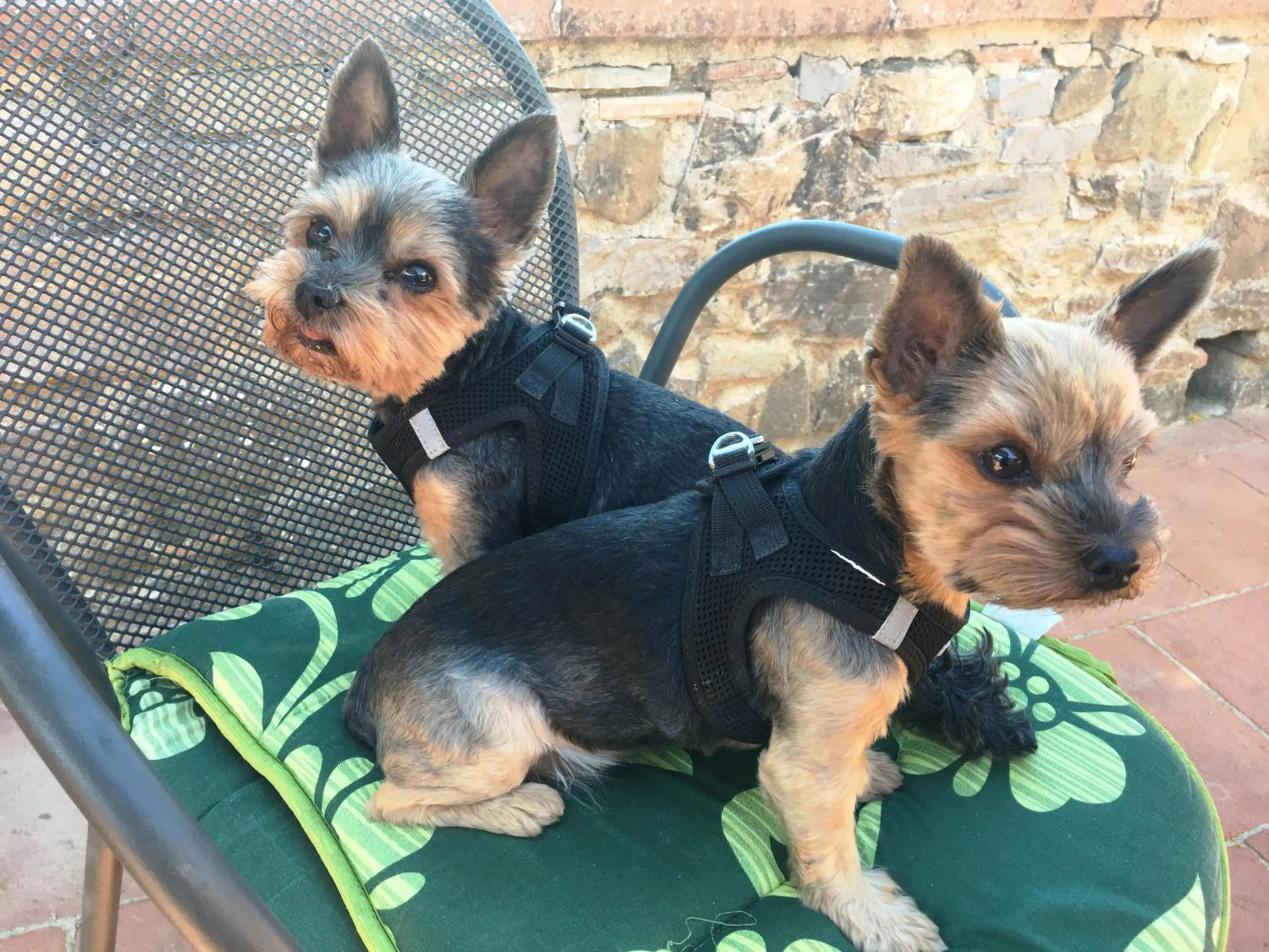 Patio in City-Hotel Am Wasserturm Halle