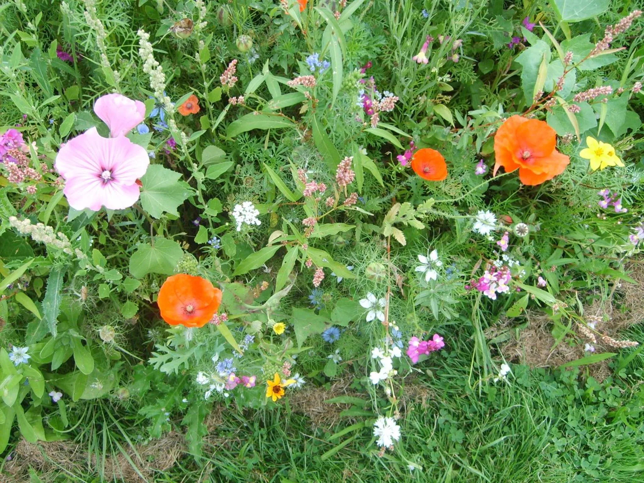 Summer in B&B Chambre Chocolat