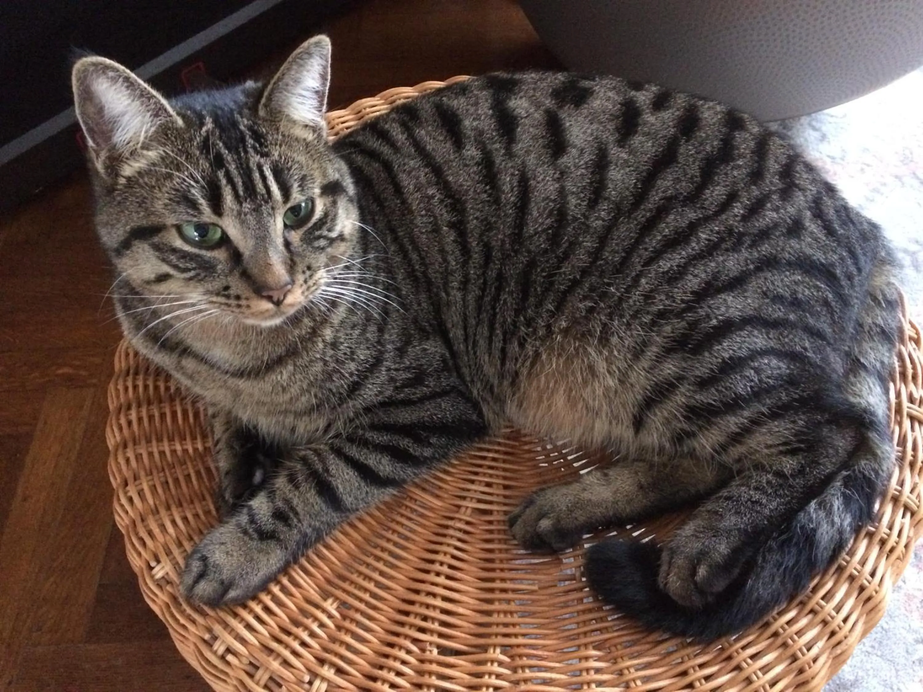 Pets in B&B Chambre Chocolat