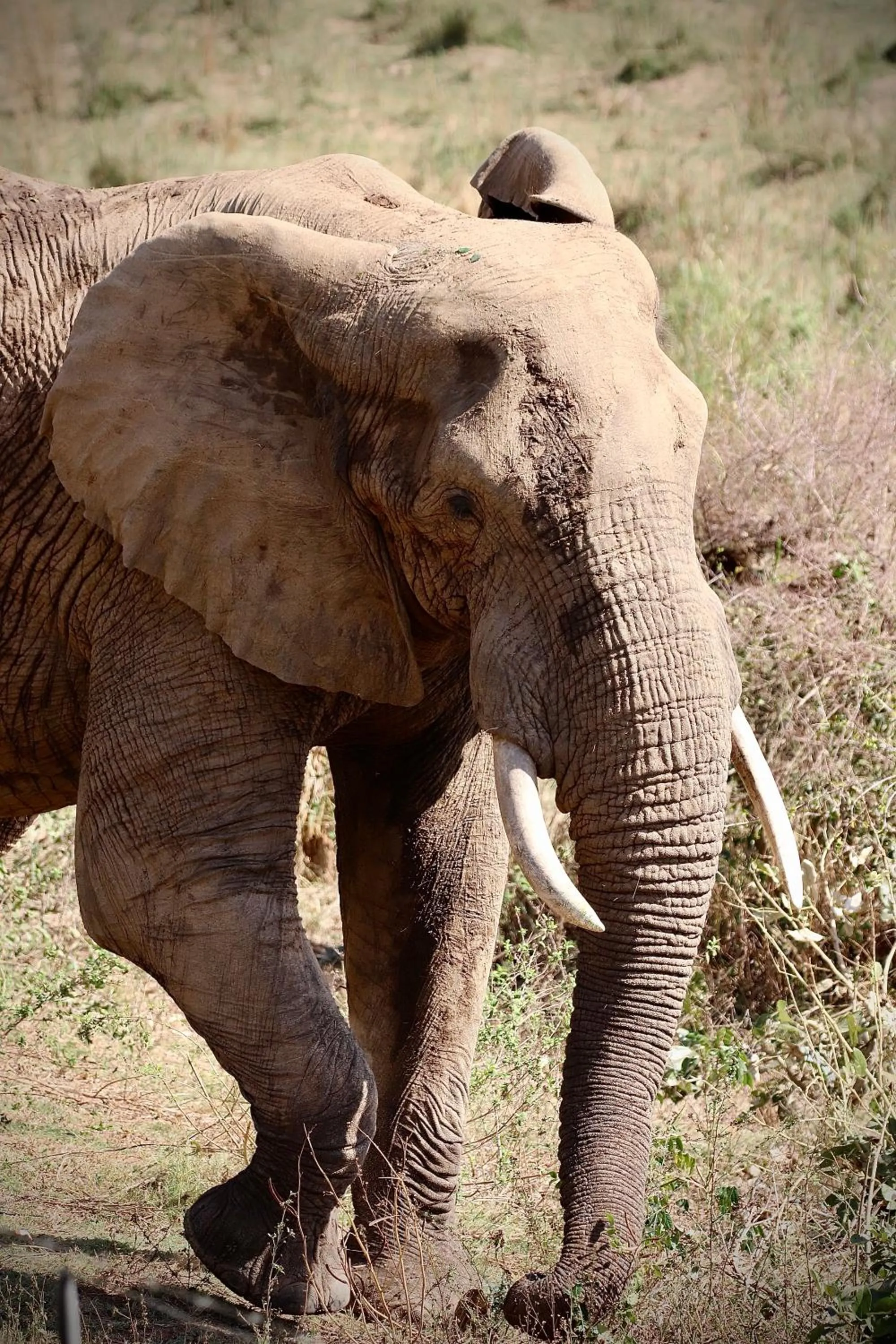 Elephant Walk Retreat