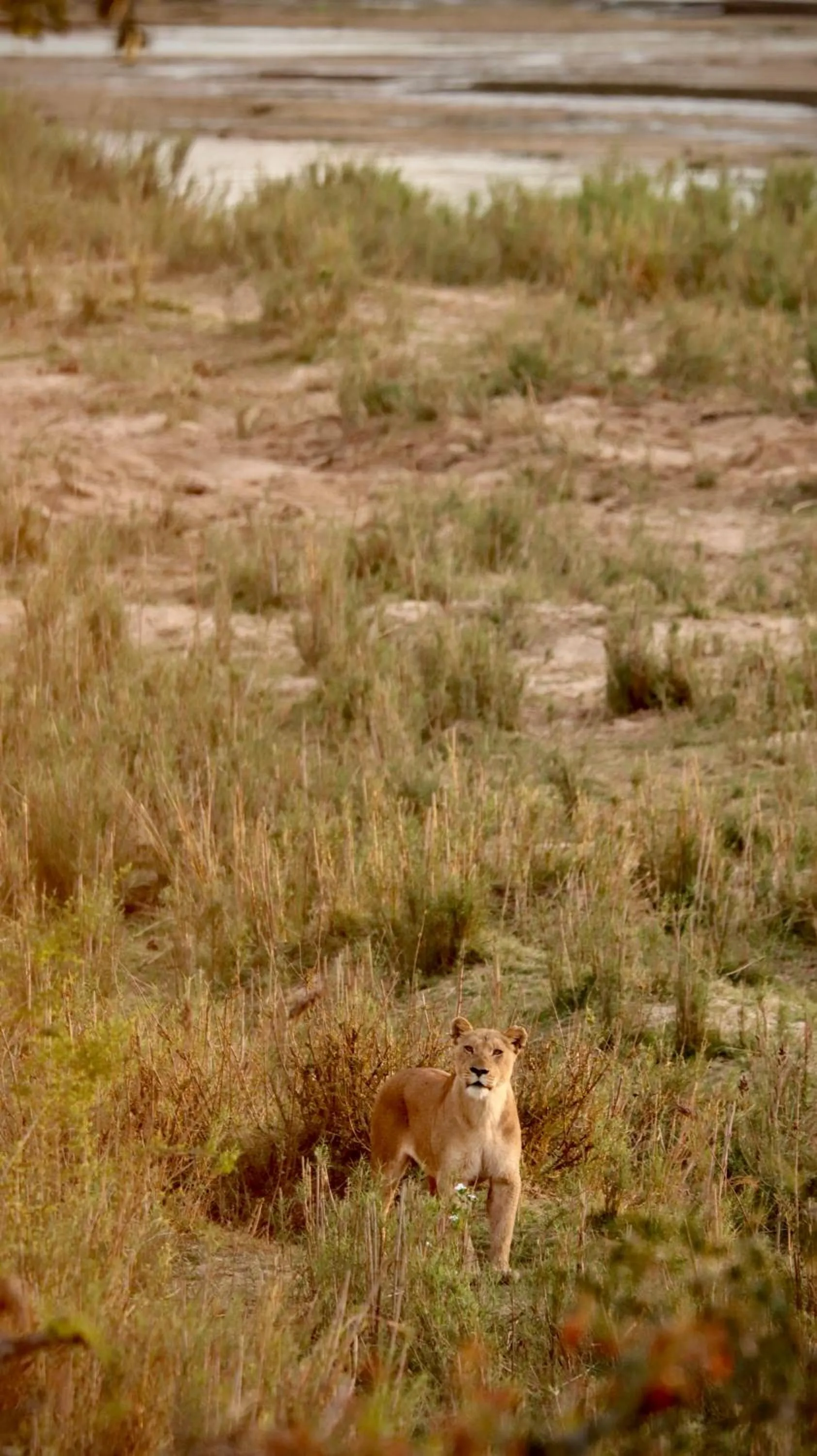 Elephant Walk Retreat