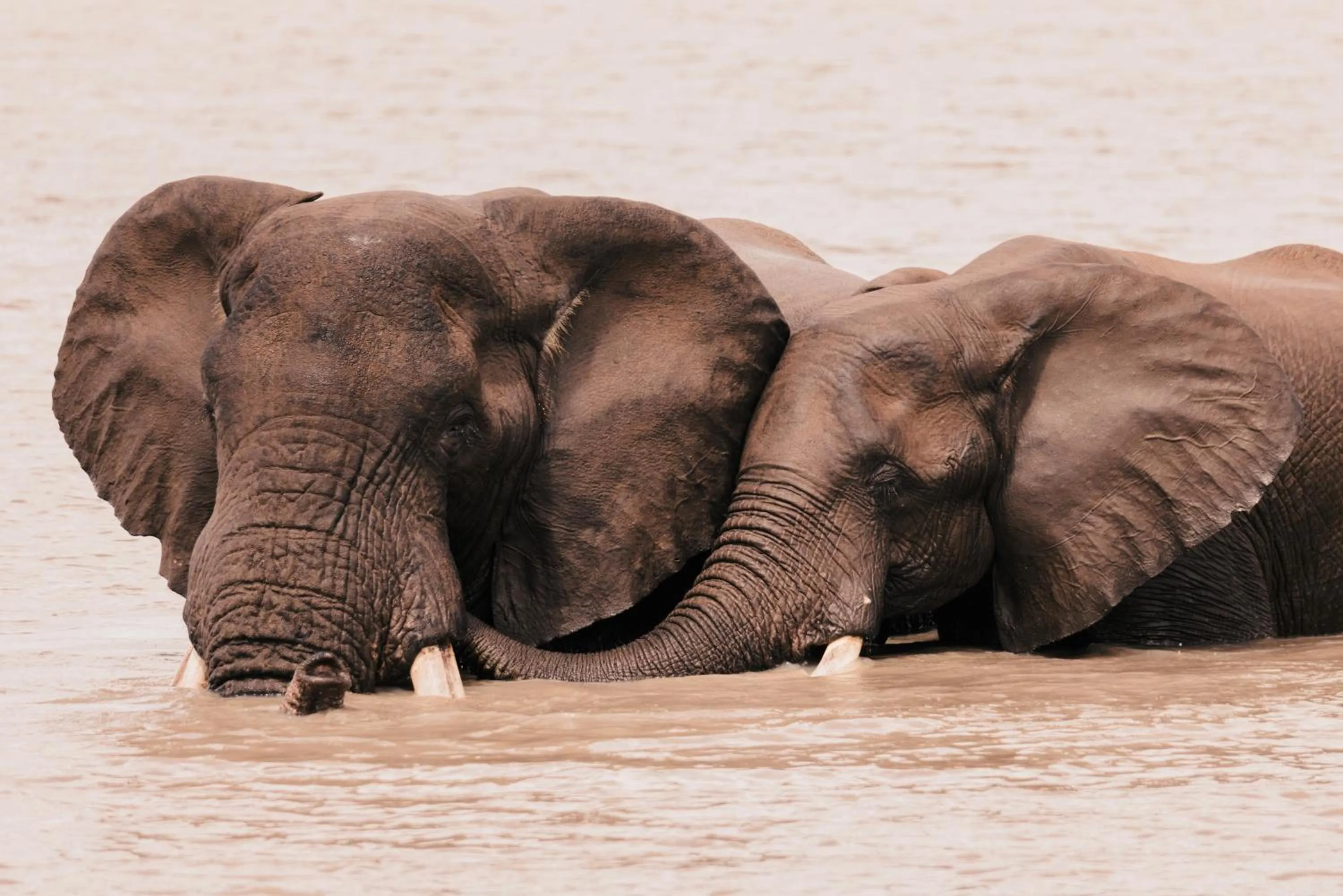 Animals in Elephant Walk Retreat