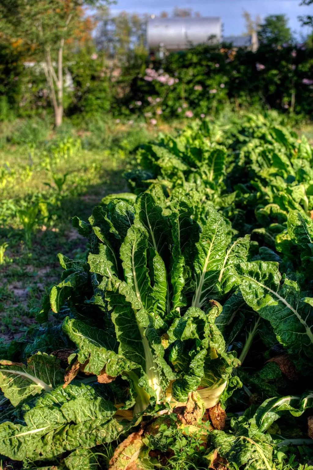Garden in Chrislin African Lodge