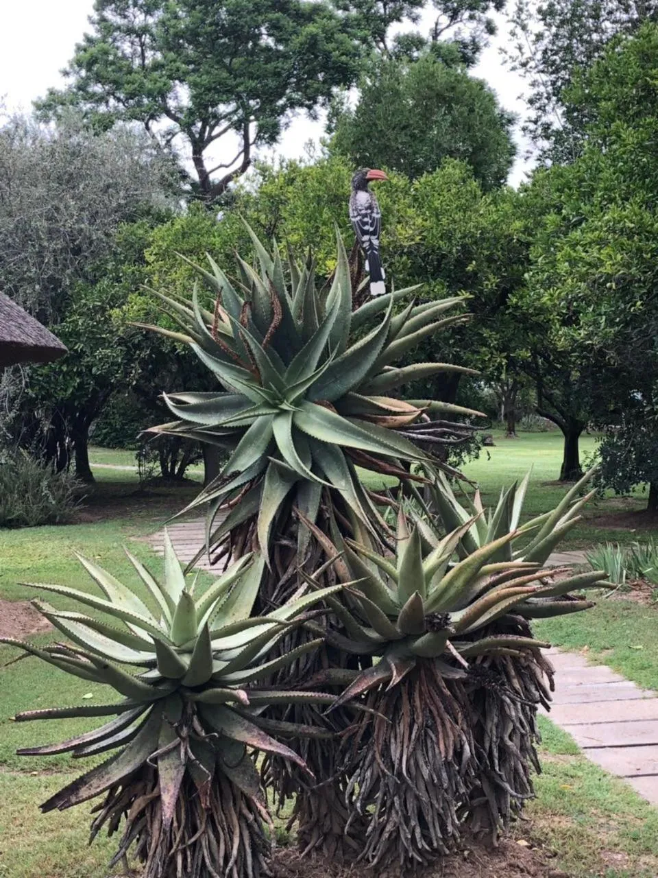 Garden in Chrislin African Lodge