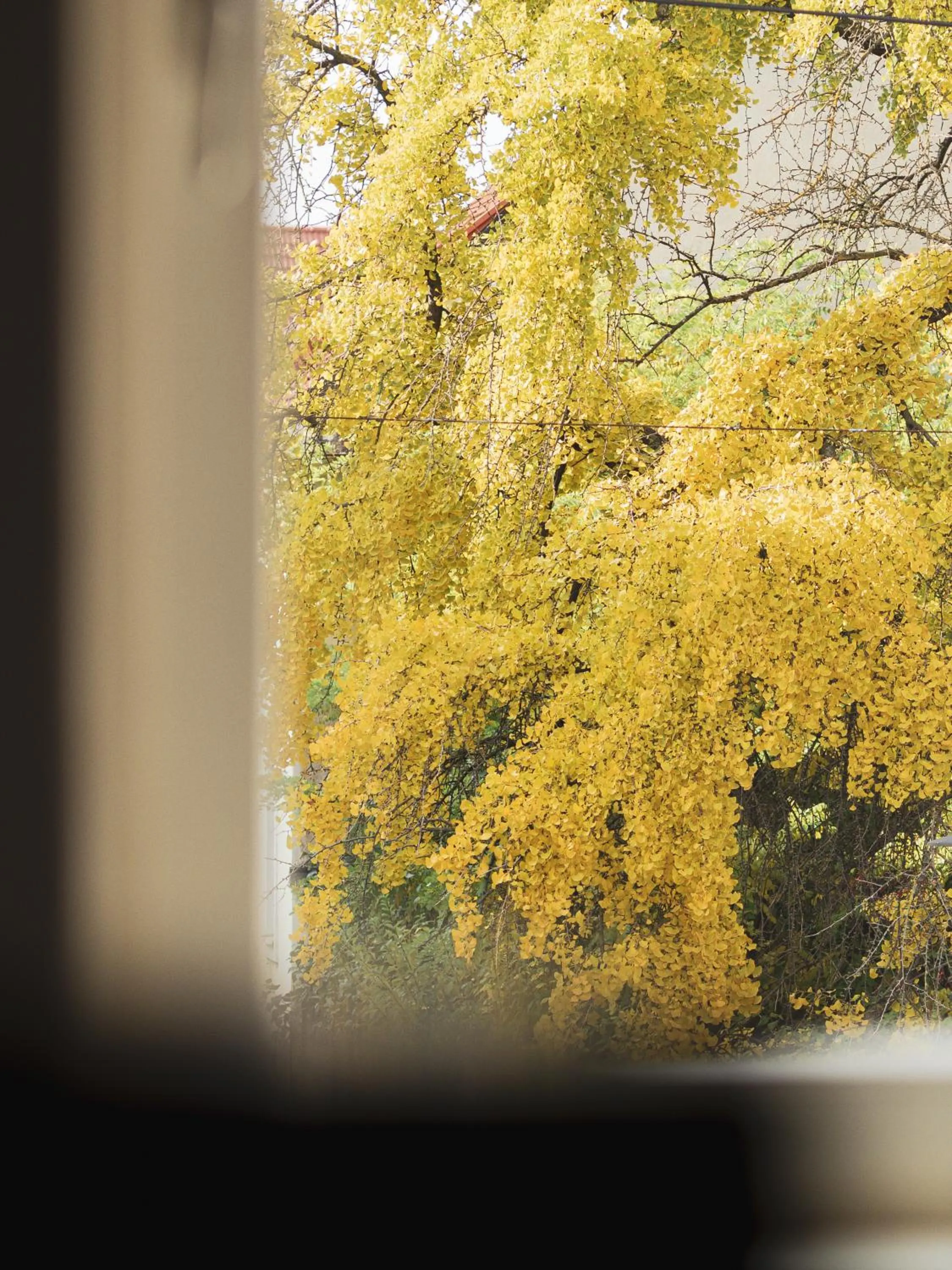 Photo of the whole room in Vierzigerhof