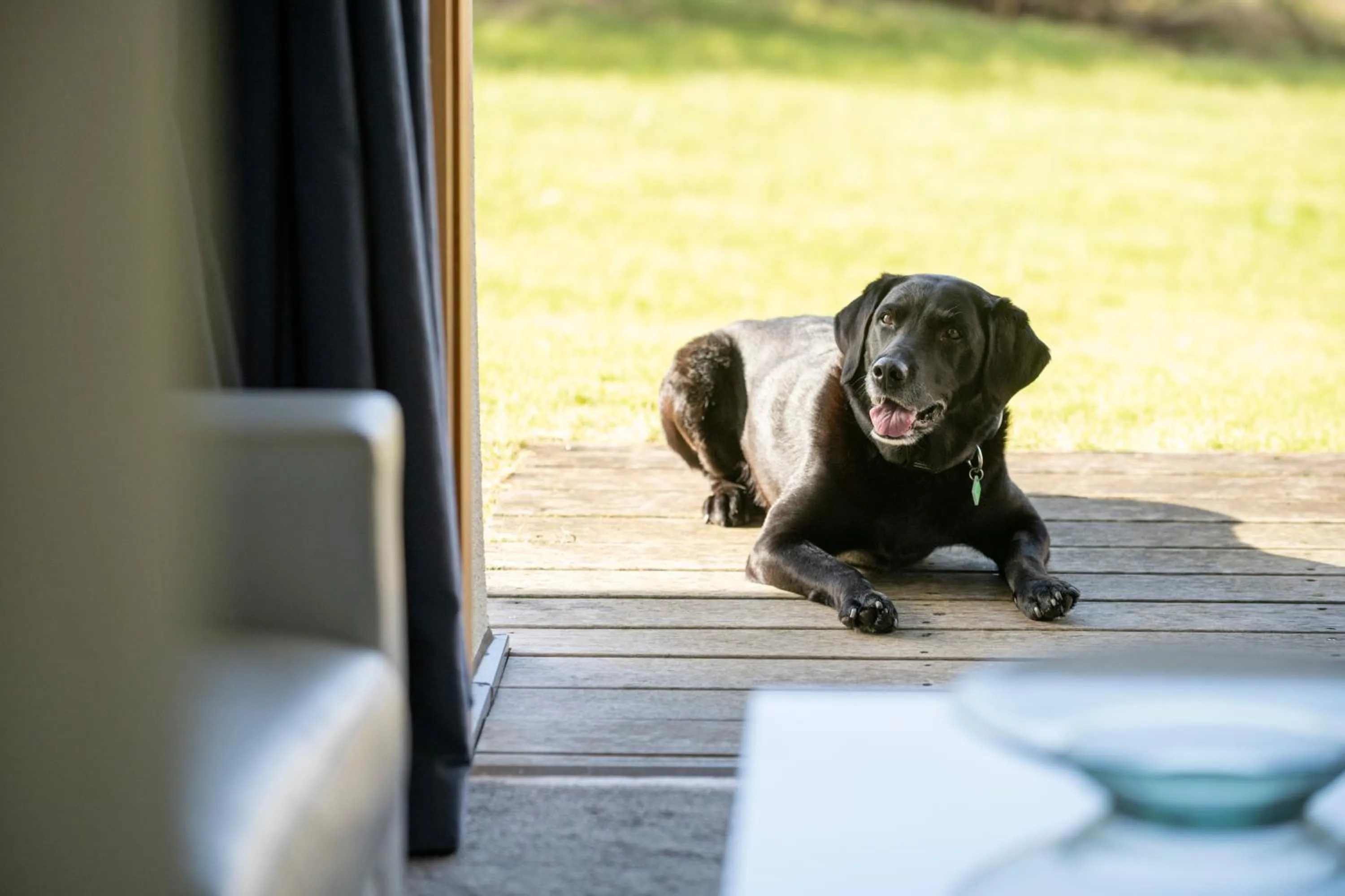 pet friendly in Portavadie Loch Fyne Scotland