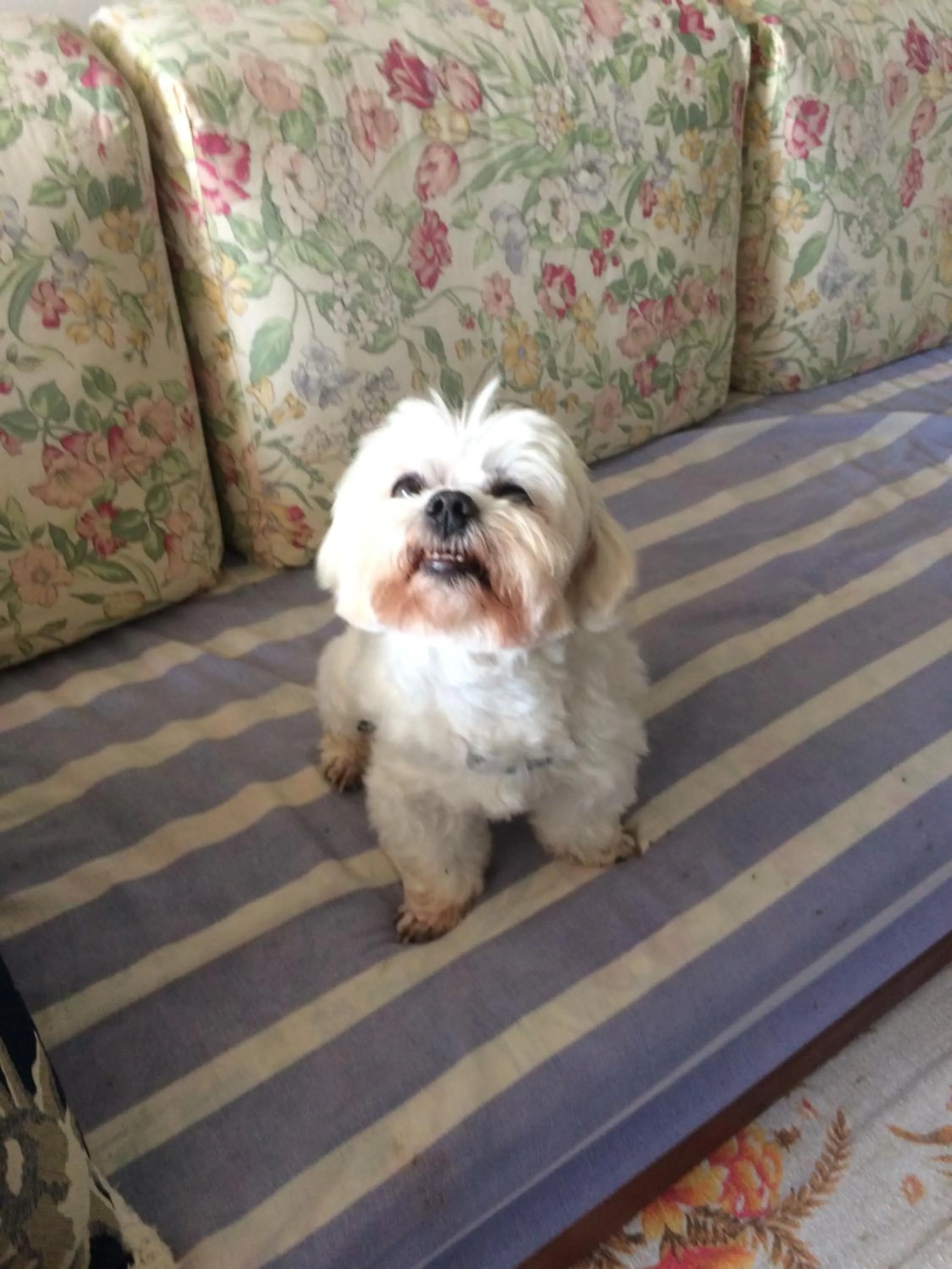 Pets in Praia Maranduba