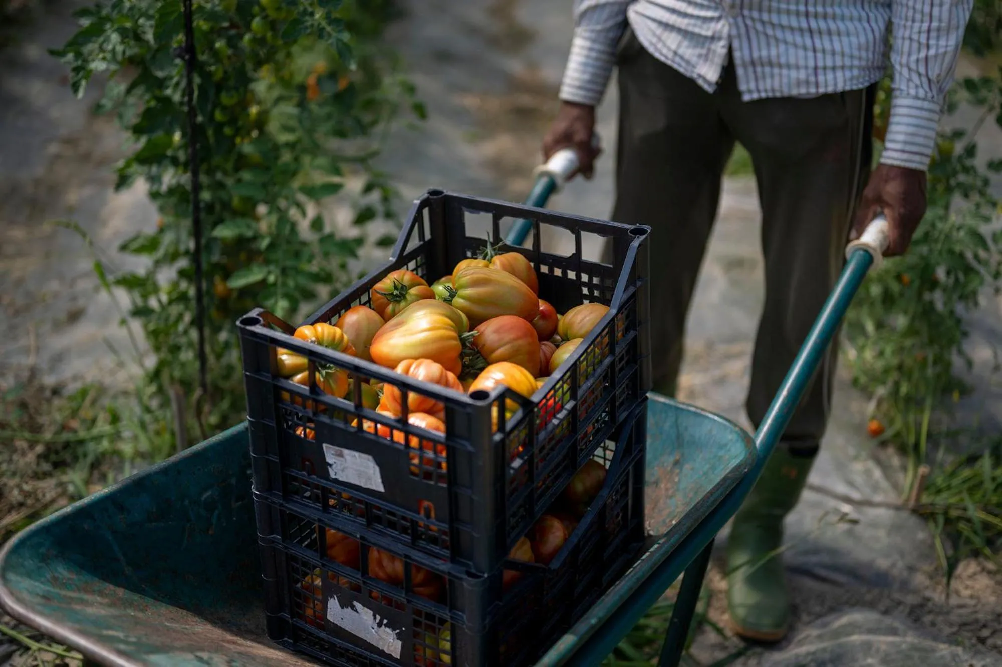 Food close-up in Hotel Airone