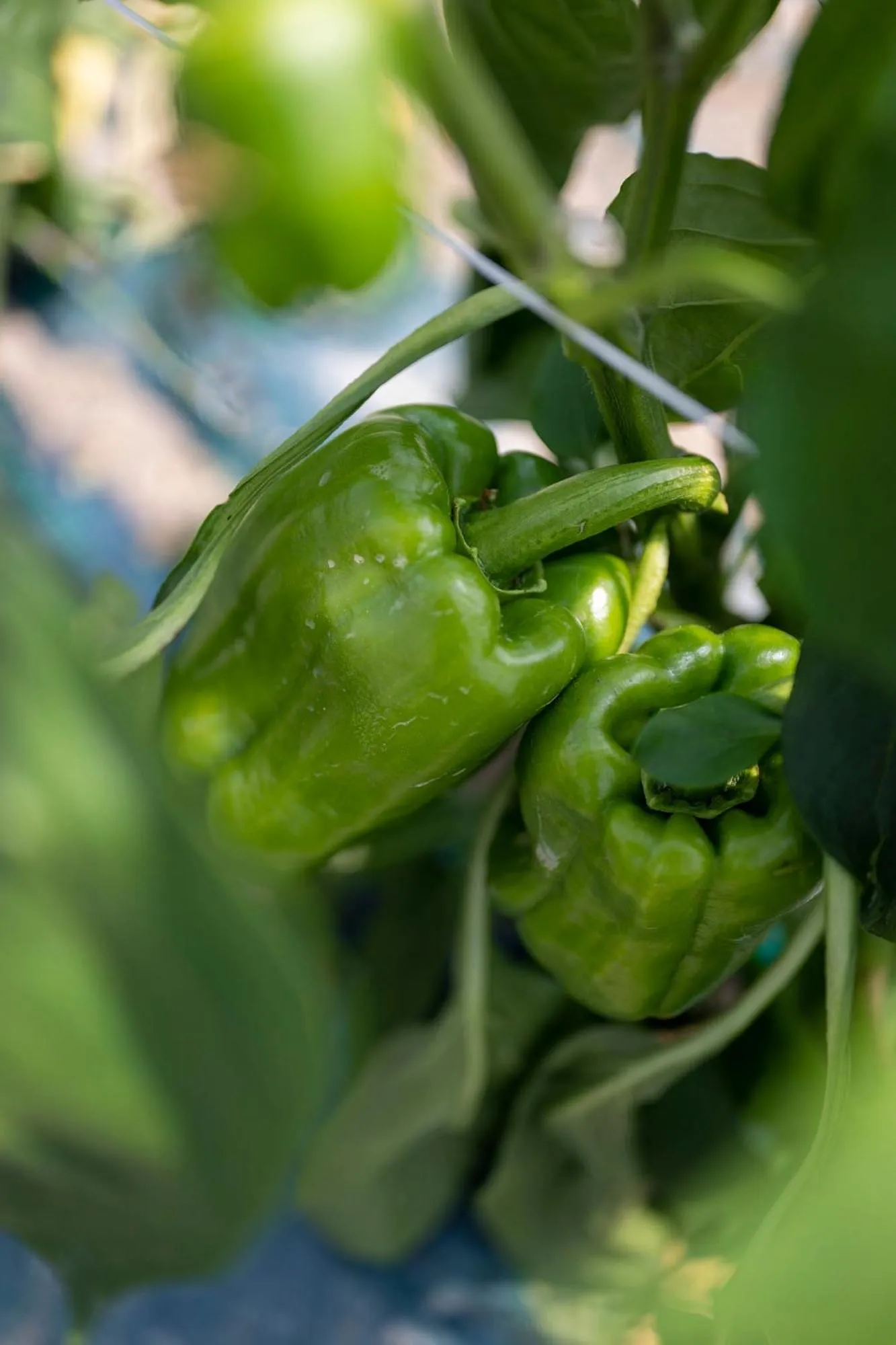 Food in Hotel Airone