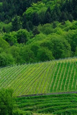 Day in Hotel Prinzen