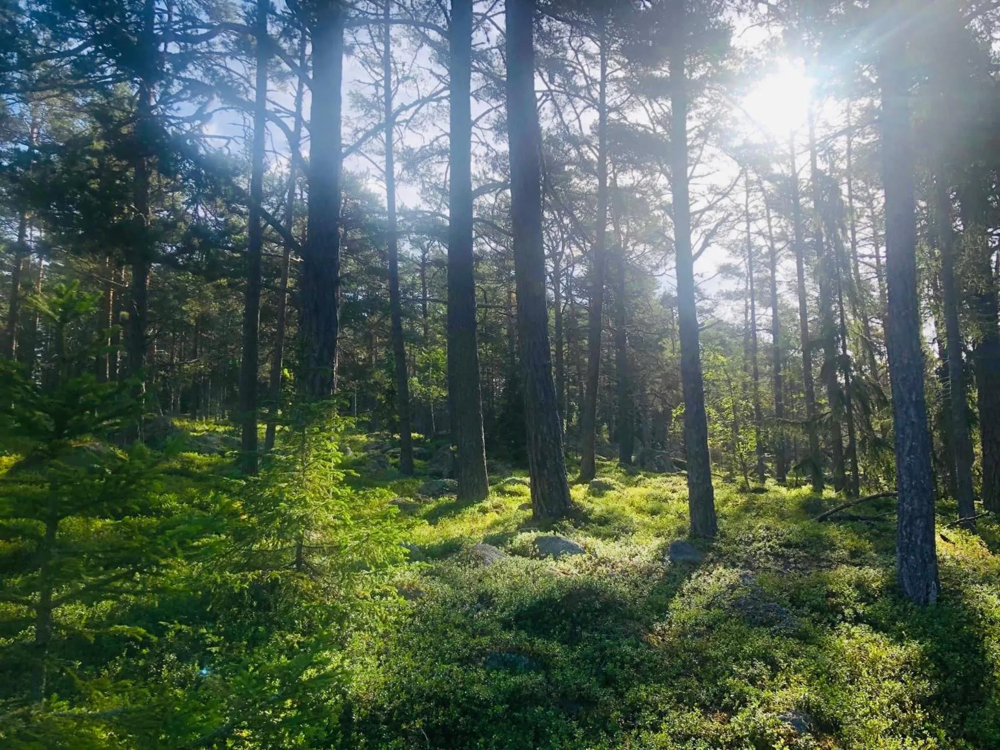 Natural landscape in Hölick Havsresort & spa
