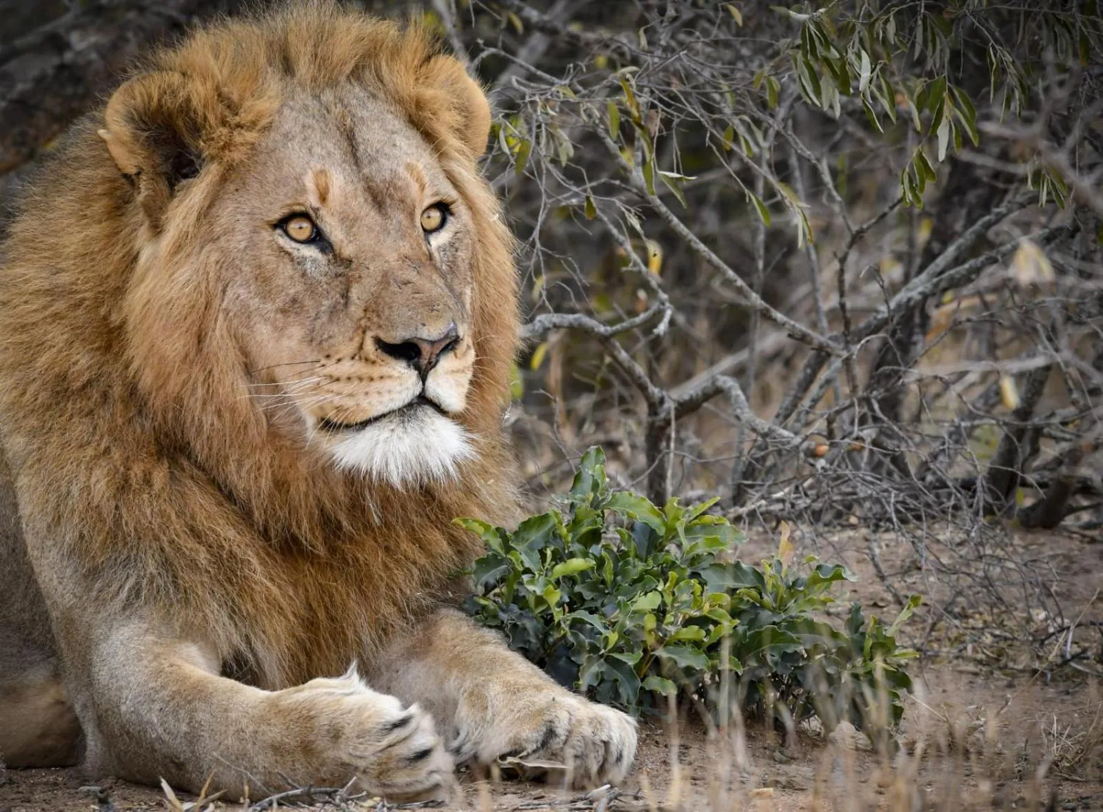 Activities in Khaya Ndlovu Safari Manor