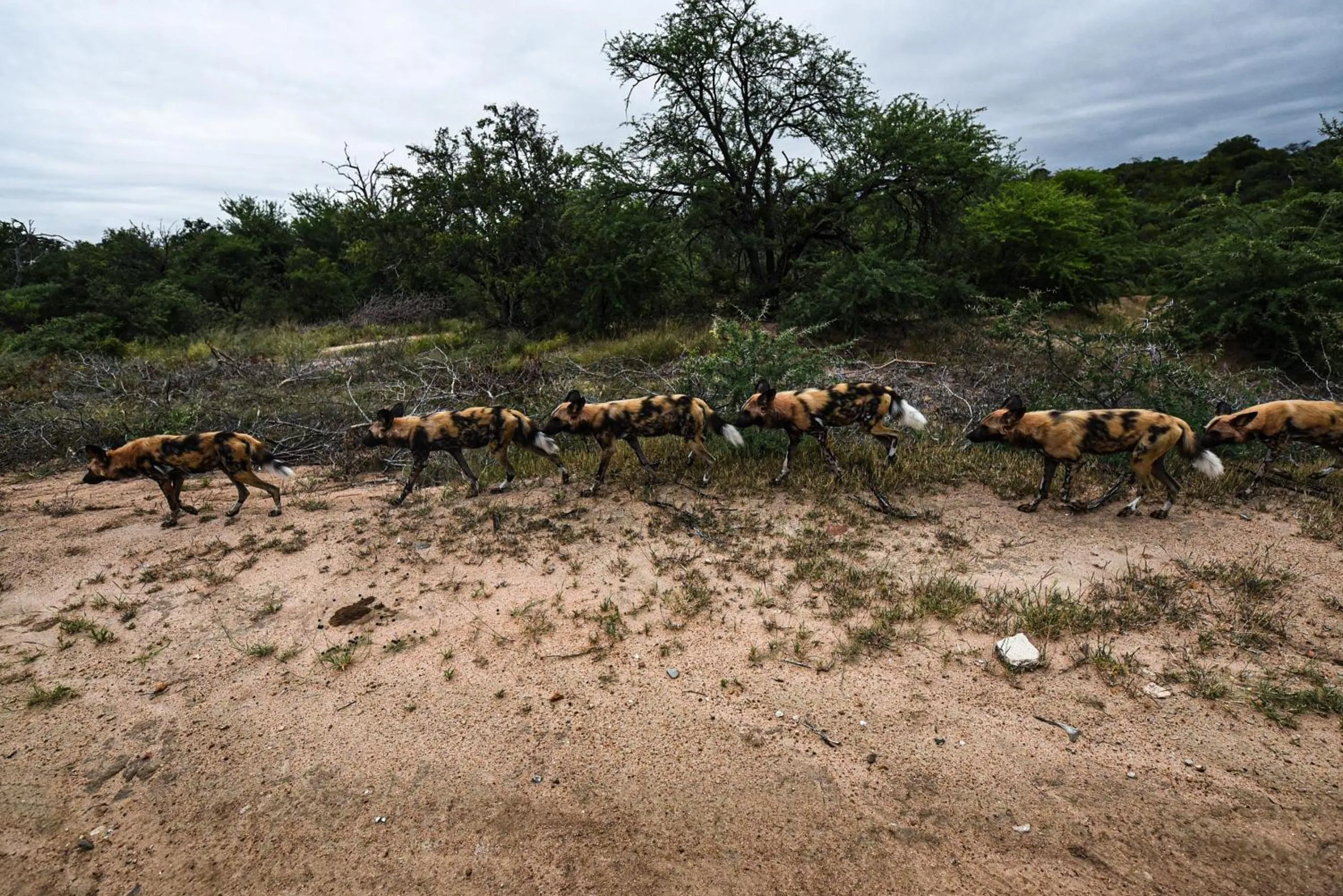 Activities in Khaya Ndlovu Safari Manor