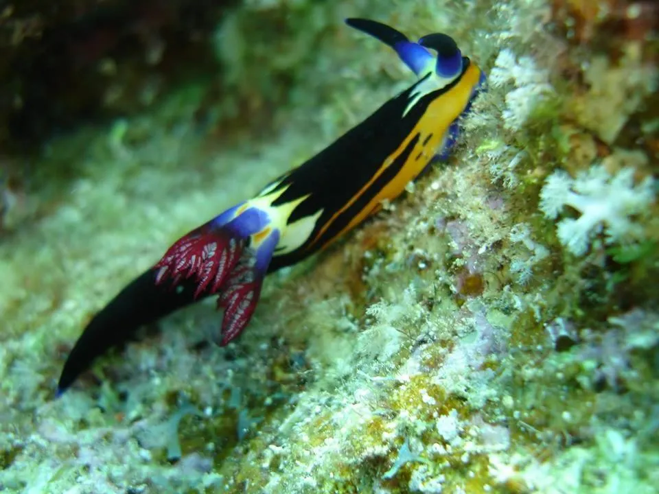 Deep south Eco-lodge