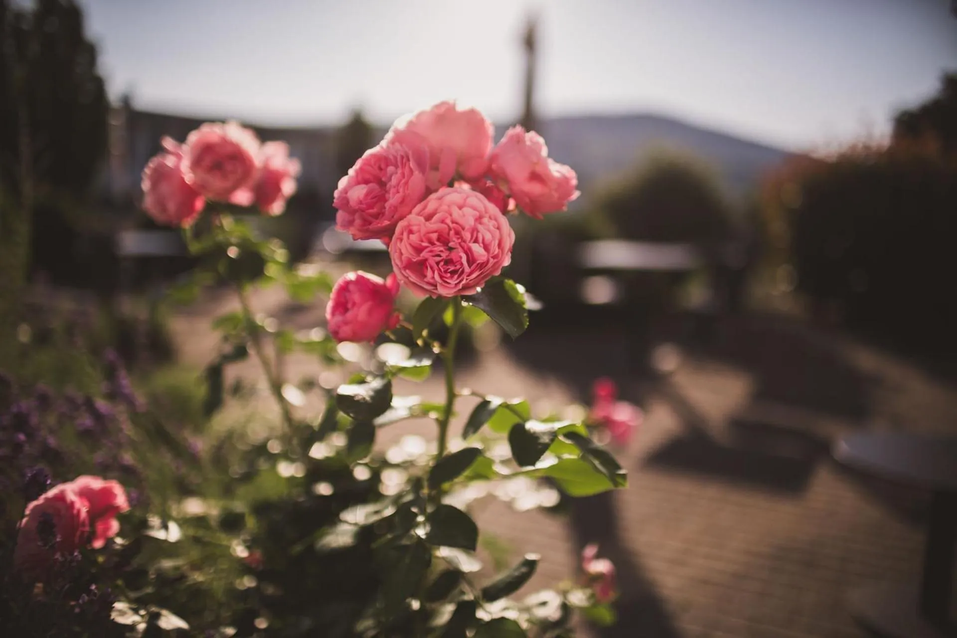 Property building in Weingut Gehlen-Cornelius