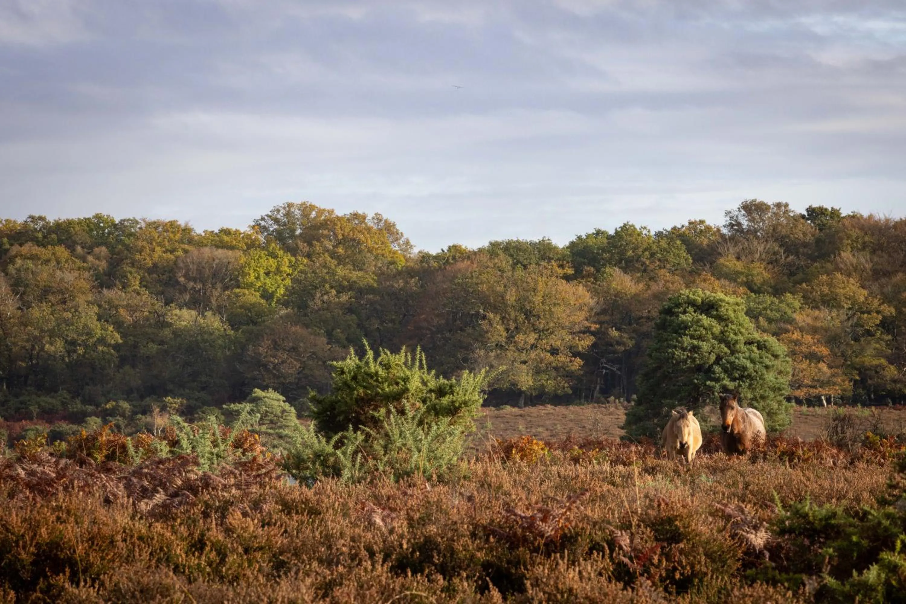 Location in Master Builder's House Hotel