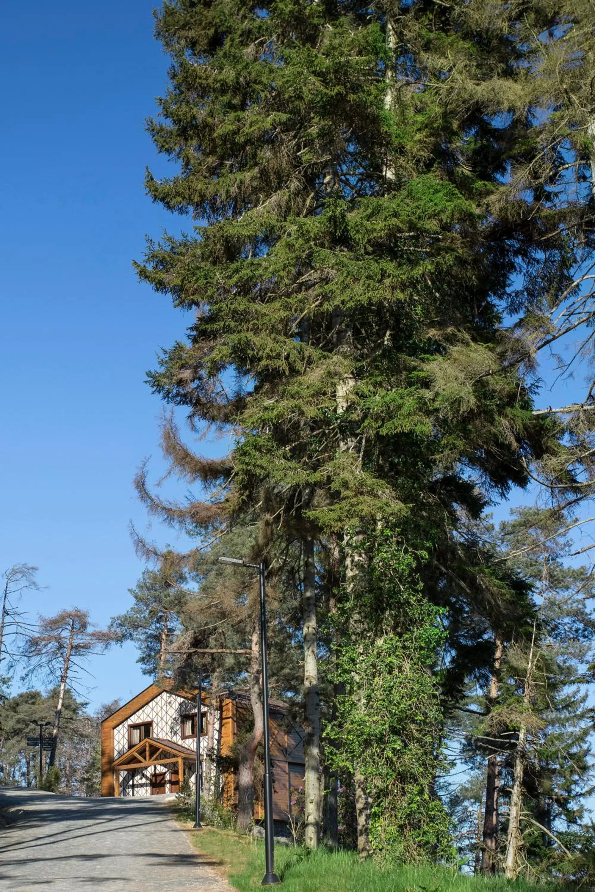 Facade/entrance in Hancioglu Orman Evleri & Hotel Facade/entrance in Hancioglu Orman Evleri & Hotel