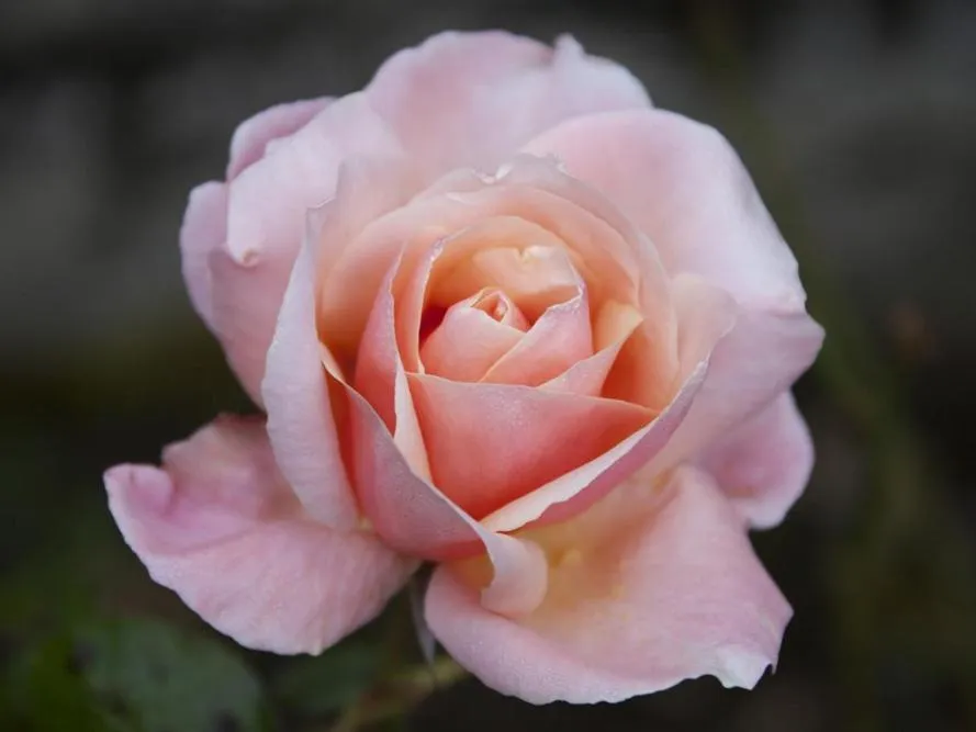 Other in Clonalis House - Guesthouse