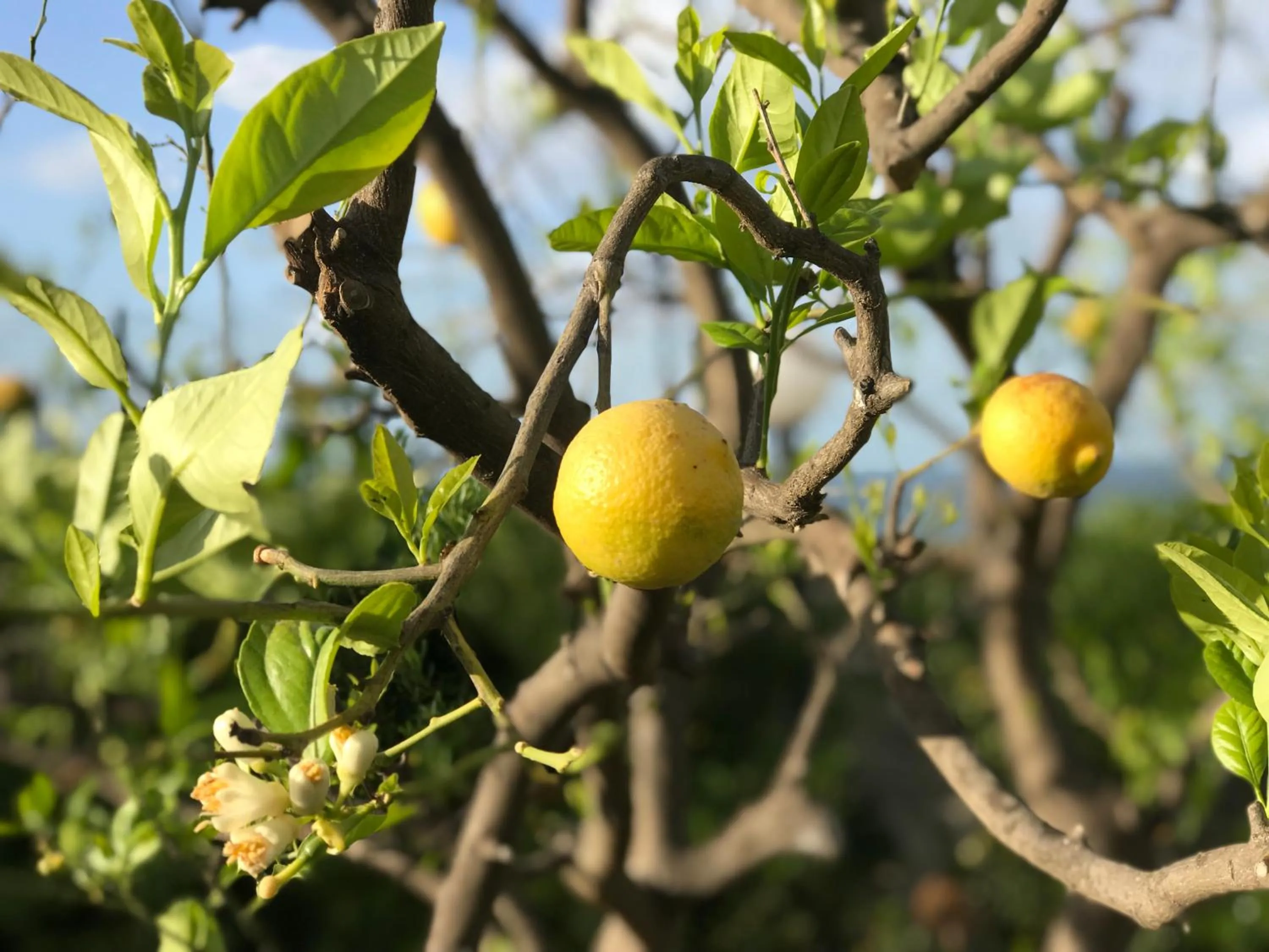 Natural landscape in Il Tempio di Athena - Cultura e Relax a Siracusa