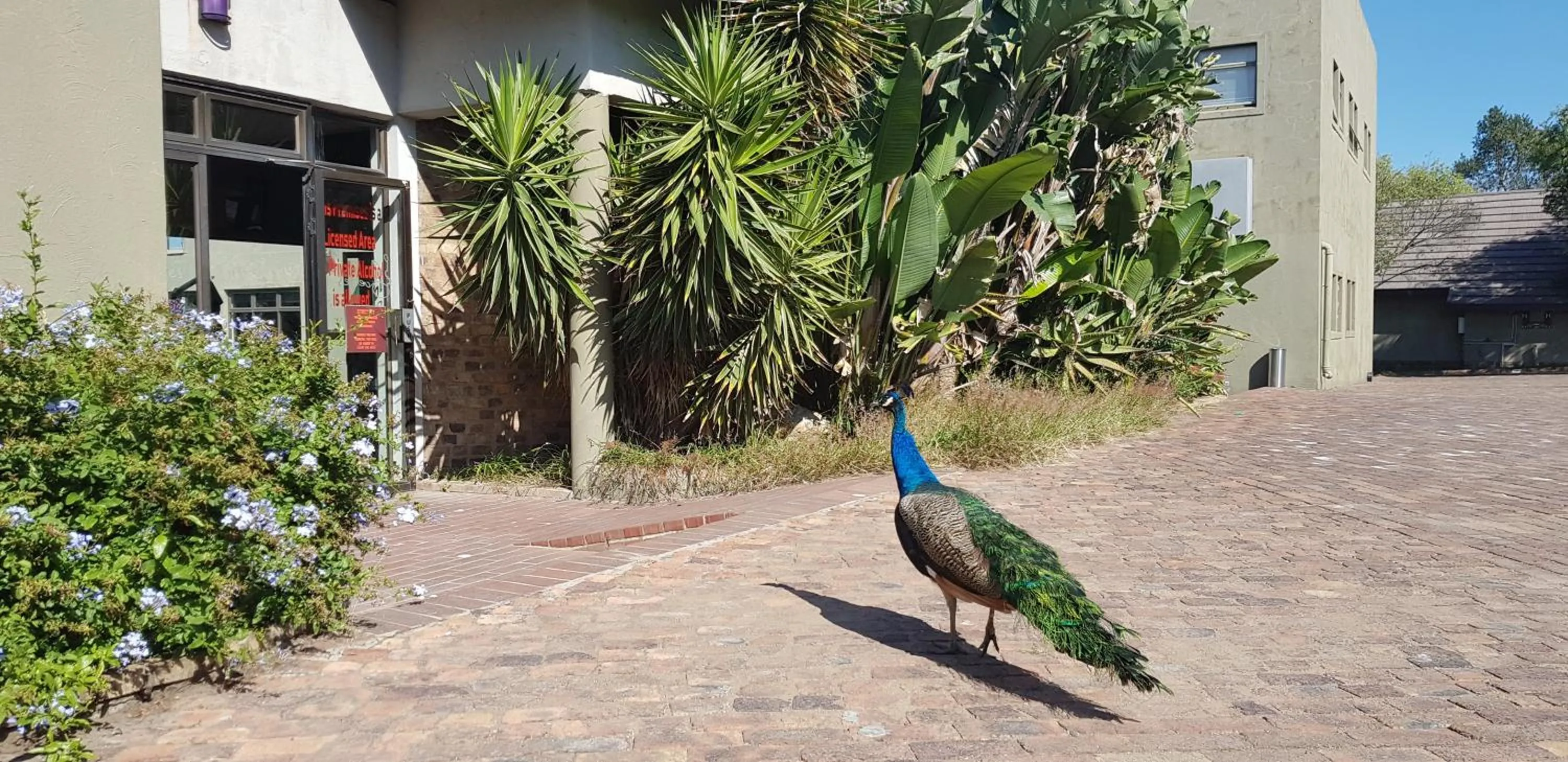 Garden in Umuzi Lodge
